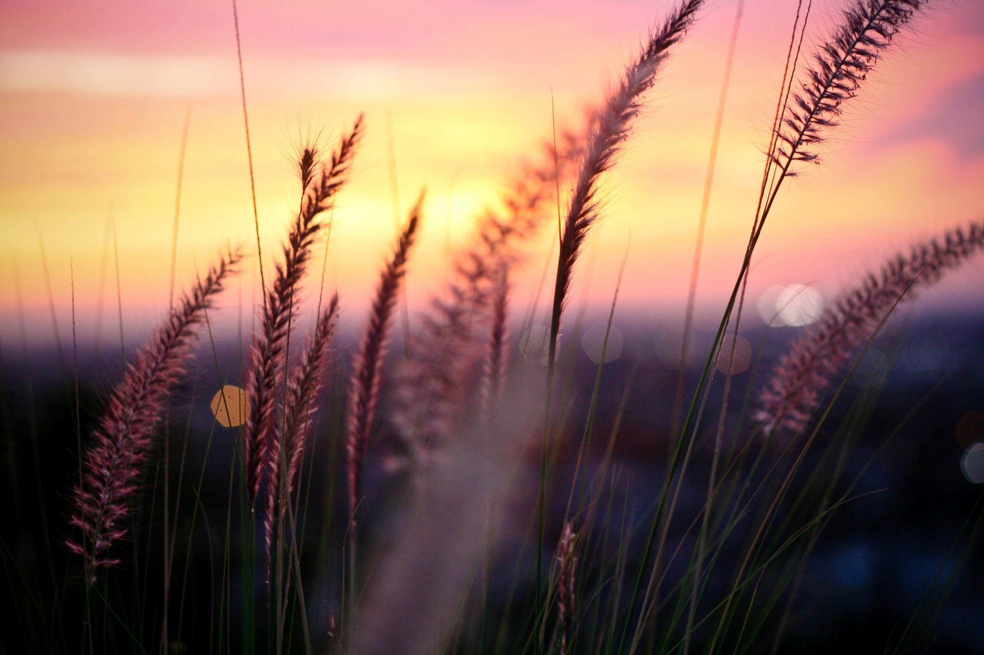 macro pianta verde tramonto sole sfocatura sfondo natura albero alberi foglie foglie fogliame fiori fiori recinzione recinzione passerella passerella casa cielo nuvole carta da parati widescreen schermo intero widescreen