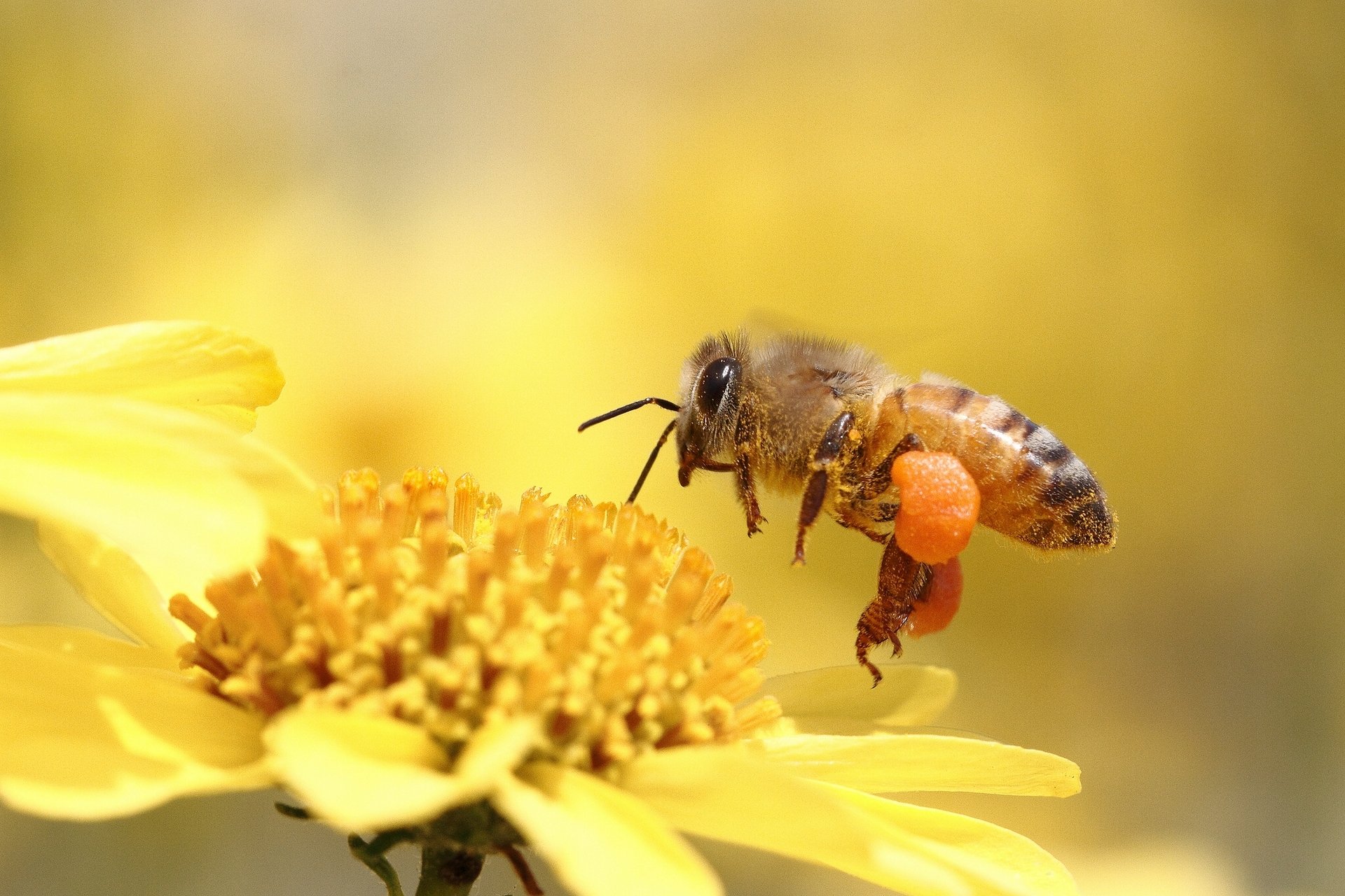 abeille fleur gros plan insecte