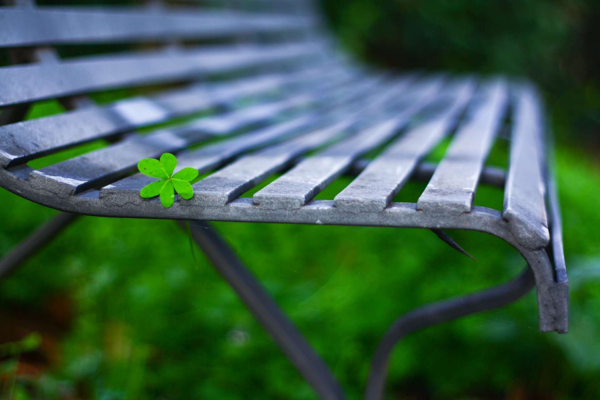 macro foglia foglia panchina panchina panchina sfondo carta da parati widescreen schermo intero widescreen widescreen