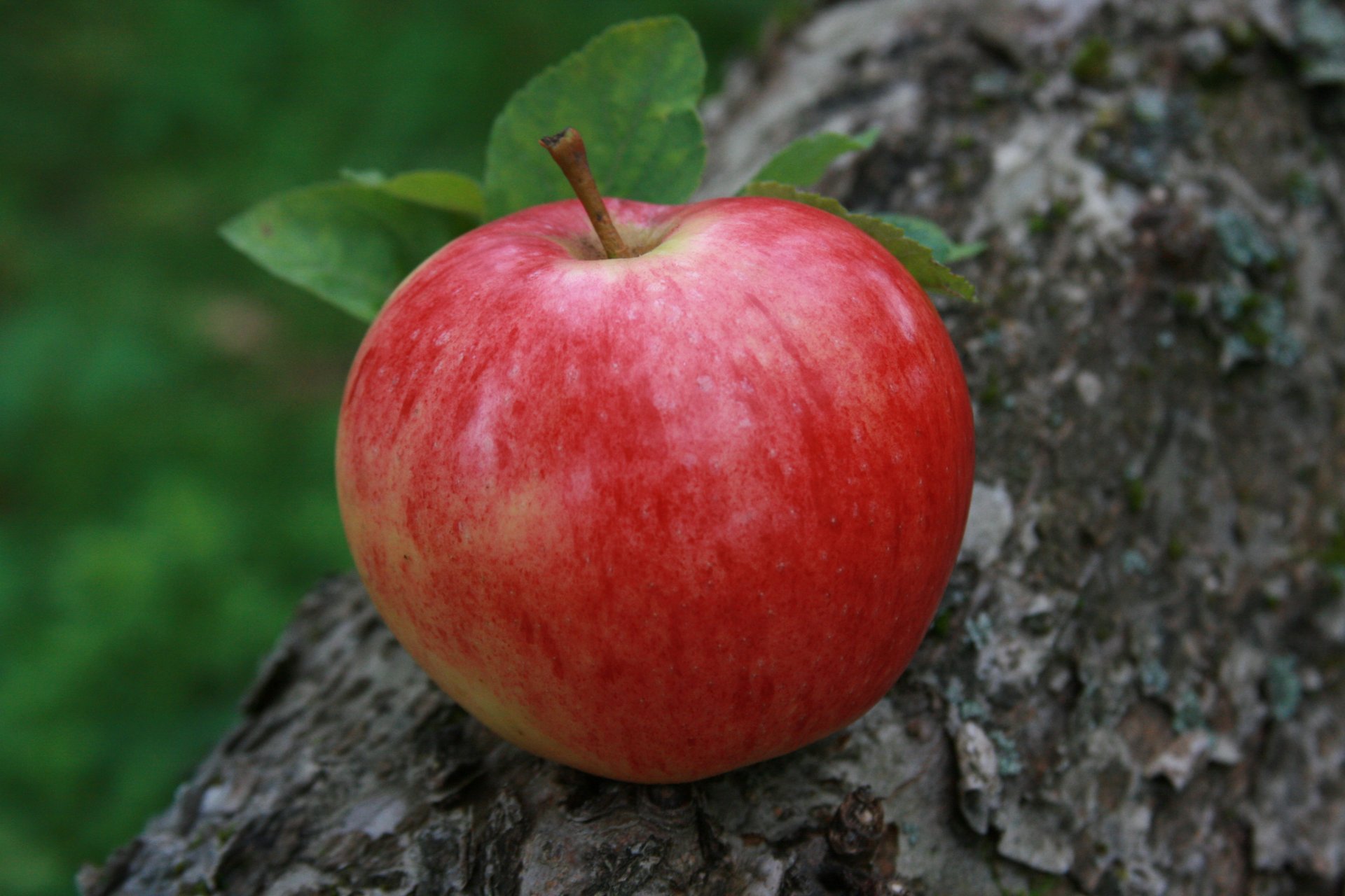 makro tło jabłko jedzenie owoce wieś natura ogród