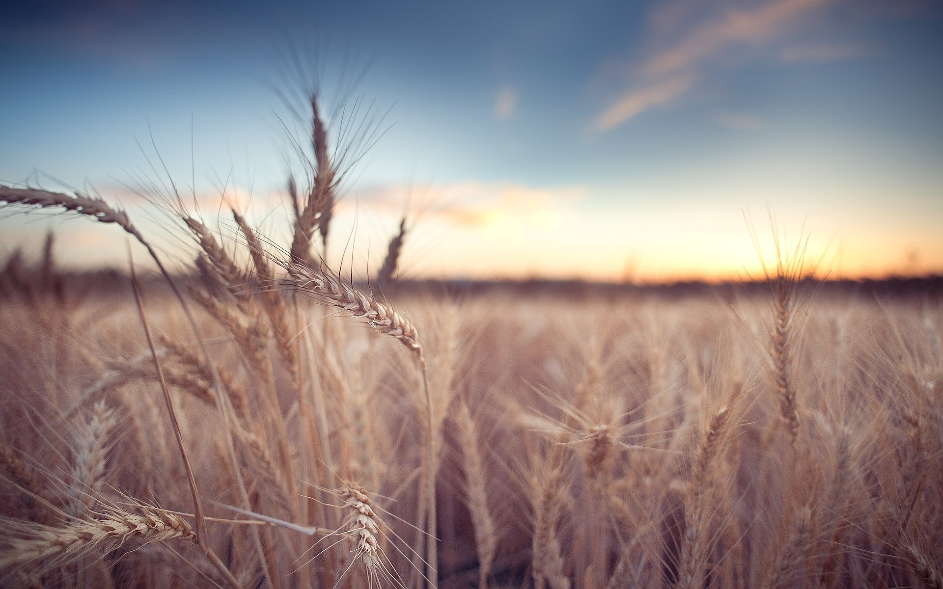 macro campo grano segale spighette spighette spighetta macro sfondo carta da parati widescreen schermo intero widescreen widescreen