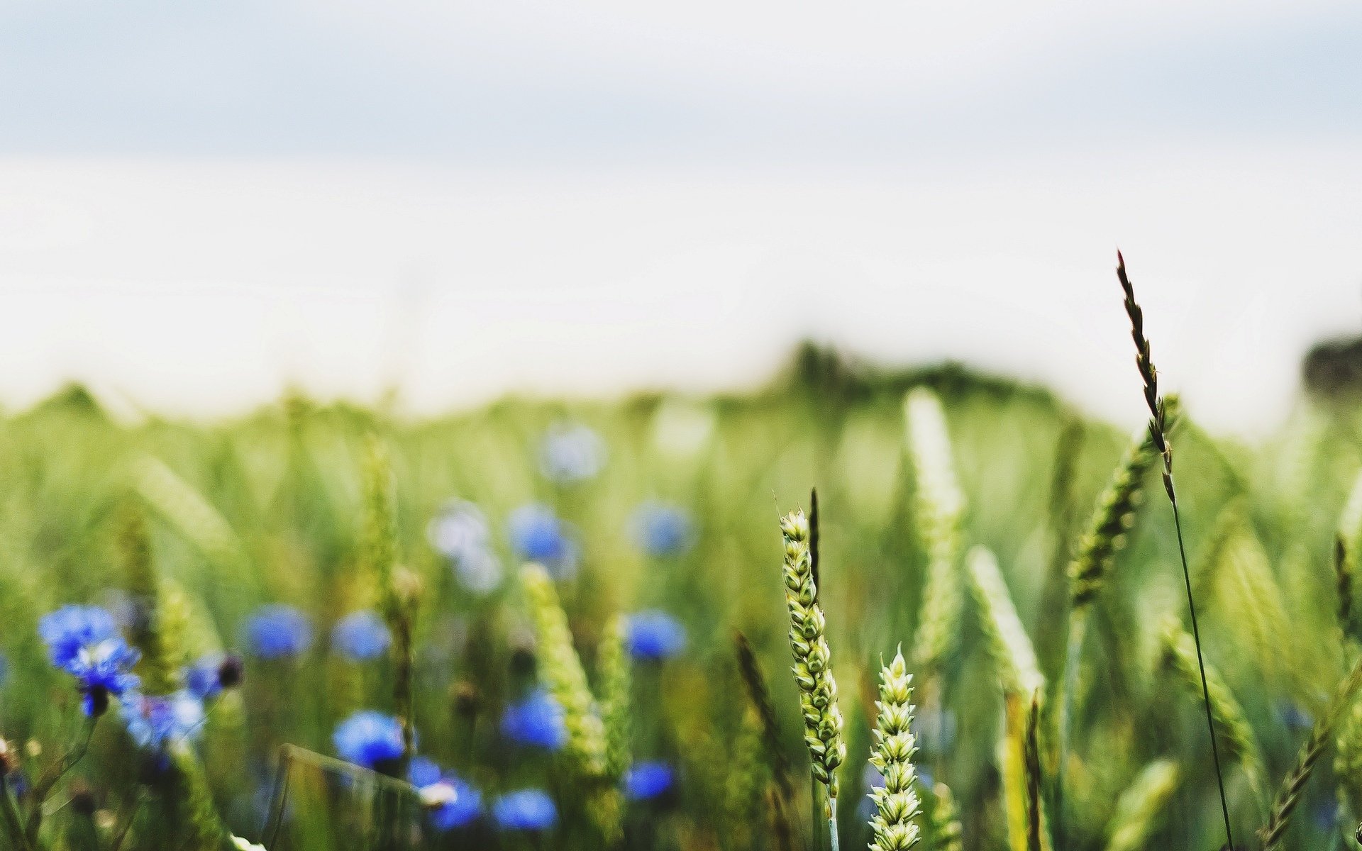 makro feld felder weizen roggen ohren ährchen ährchen blumen blümchen blau makro hintergrund unschärfe tapete widescreen vollbild widescreen widescreen