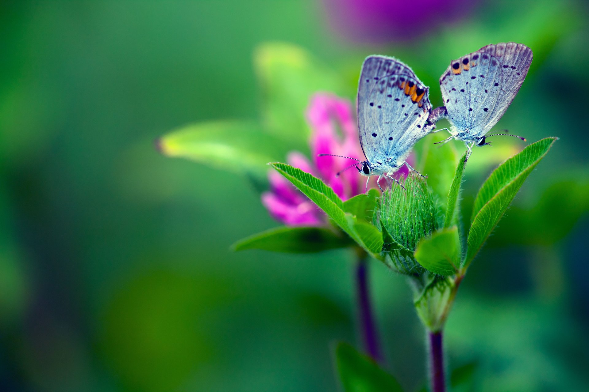 gros plan papillon fleur feuilles fond vert