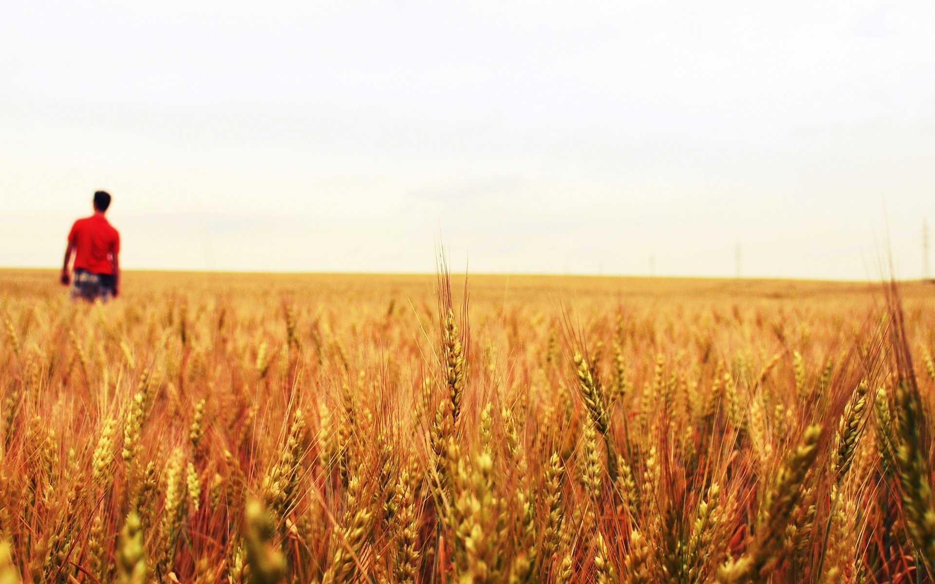 close up plant wheat rye the field man men guy background macro field food sweet meringue white garnet leaf leaves drops drop rosa water green green macro wallpaper widescreen full screen hd wallpapers