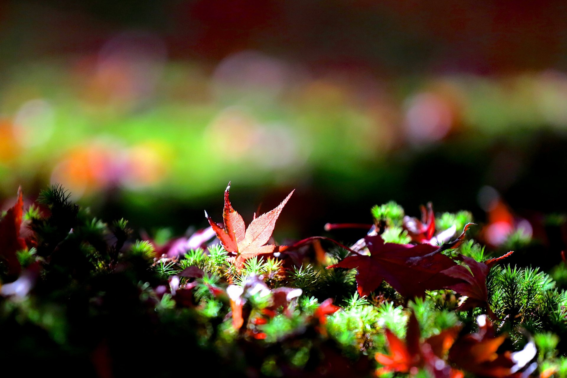 herbe feuilles automne érable tombé bokeh