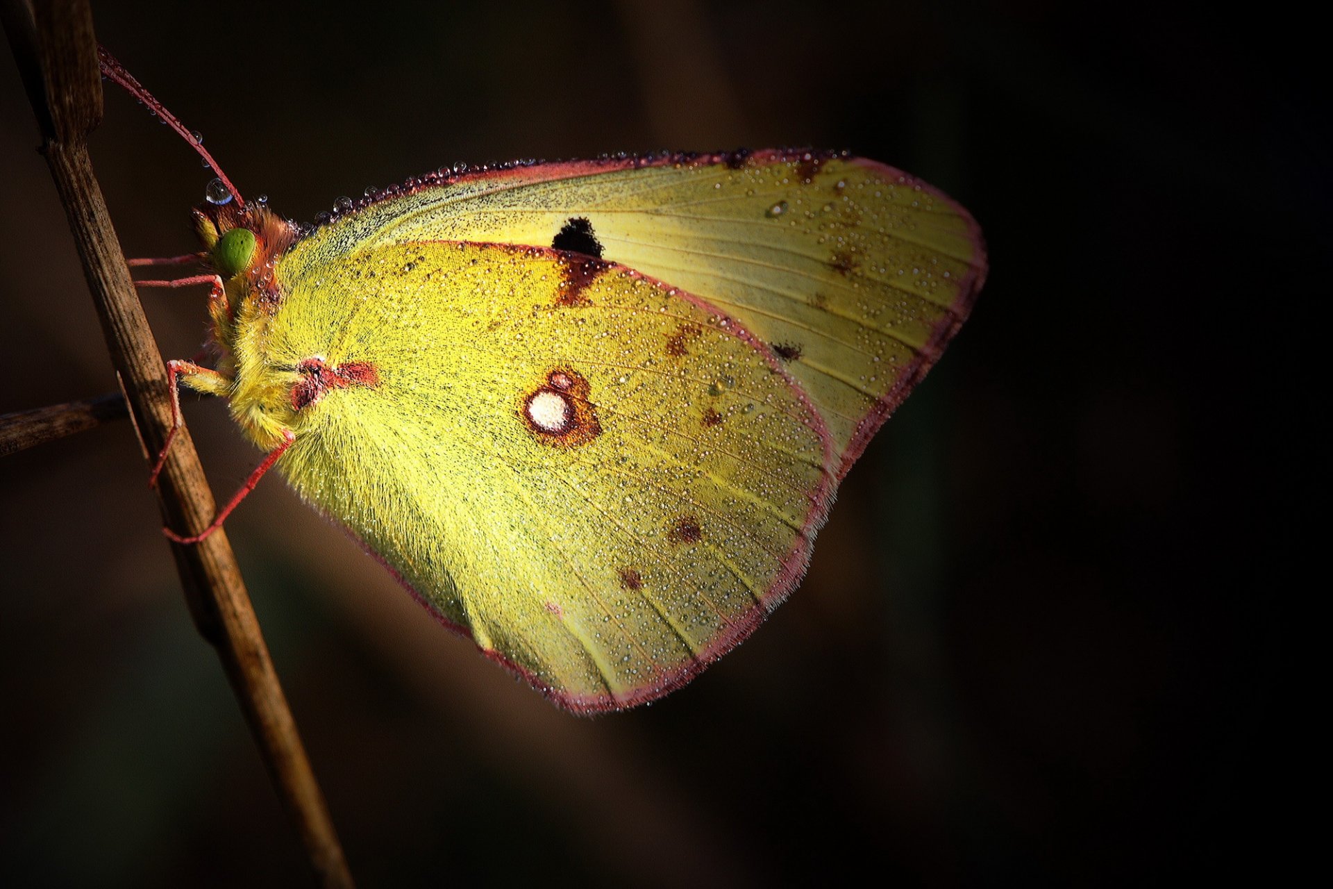 trzcina motyl żółty skrzydła kropelki rosy ciemne tło