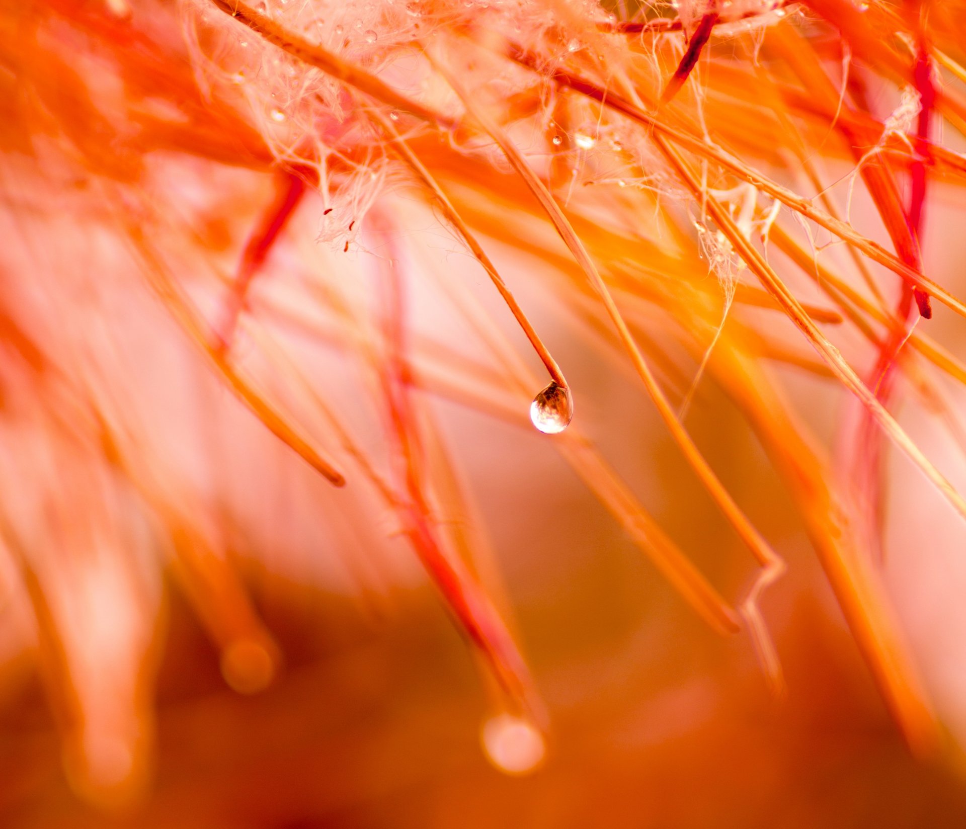 autumn drop water rain flowers close up