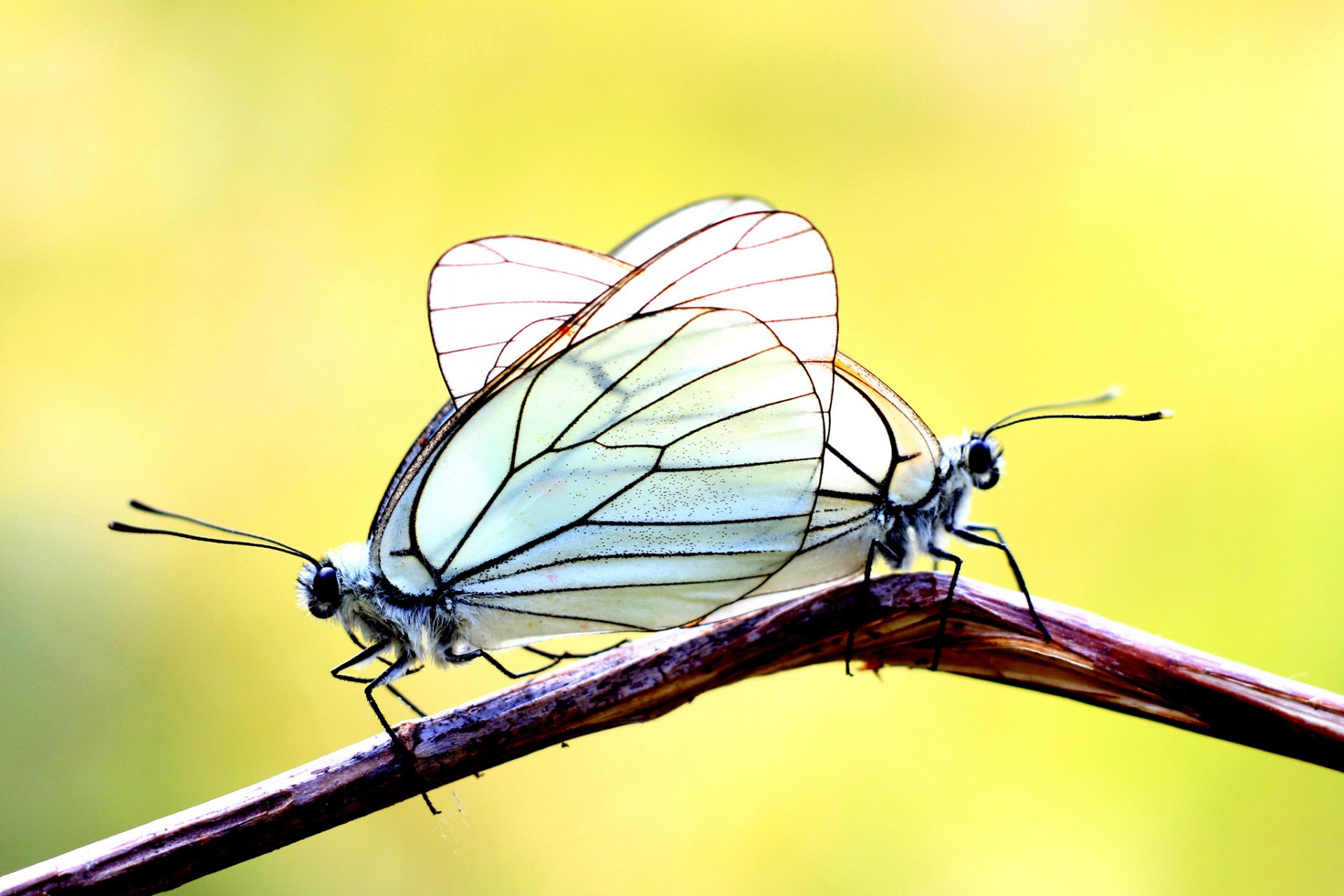 rama mariposas dos fondo