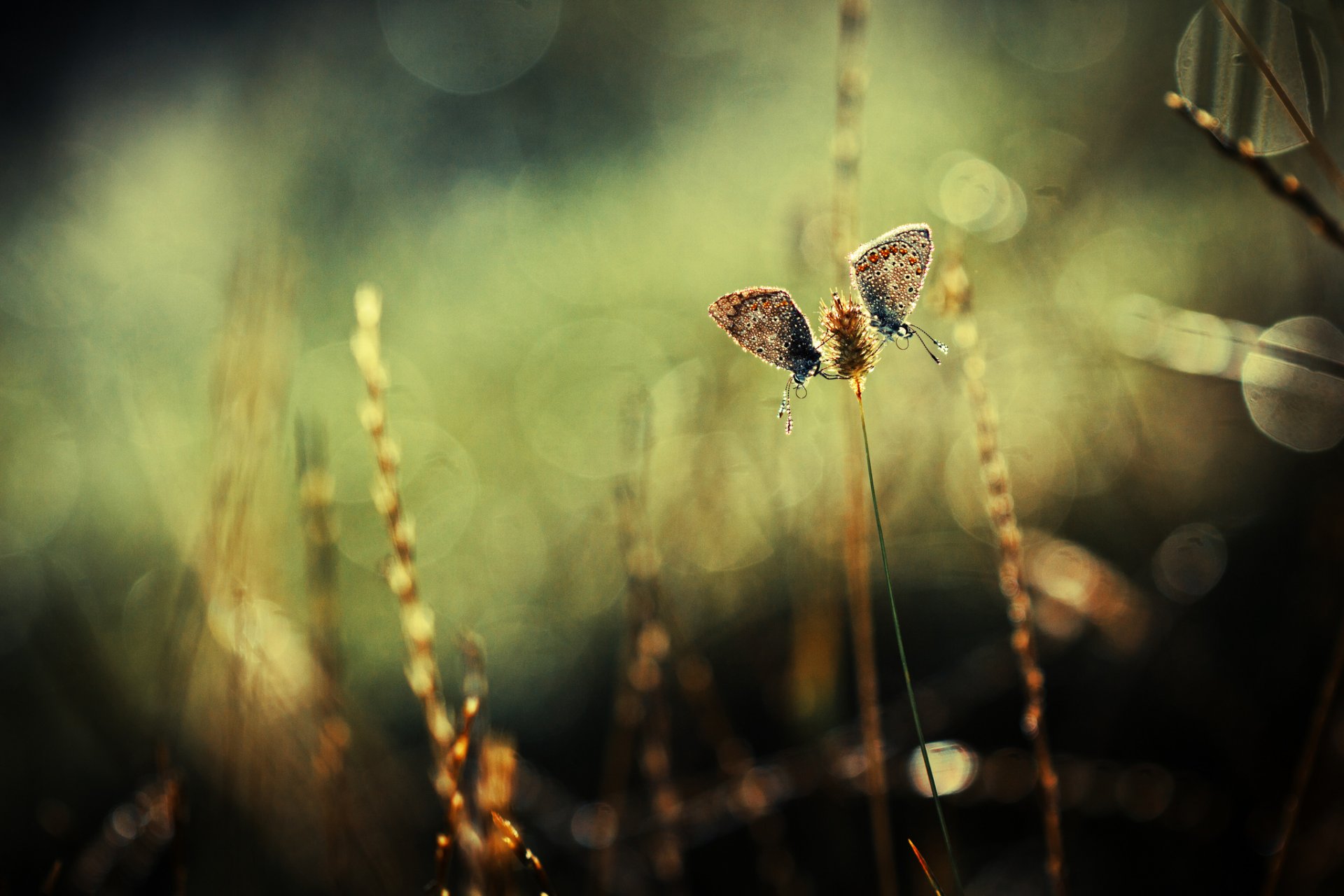 plantas hierba espiga mariposas dos resplandor fondo