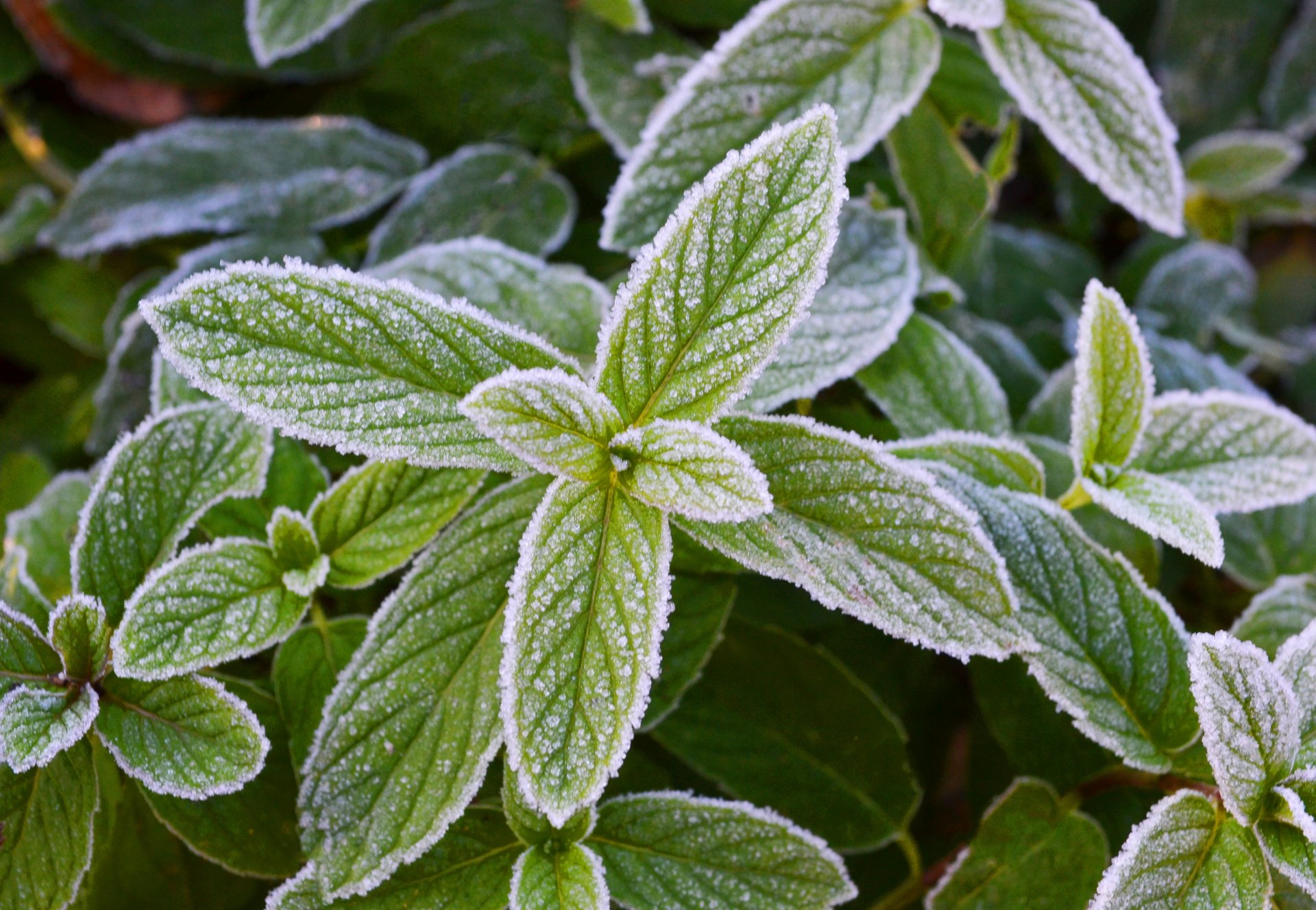 menthe givre gel verdure menthe frost fraîcheur gel fraîcheur