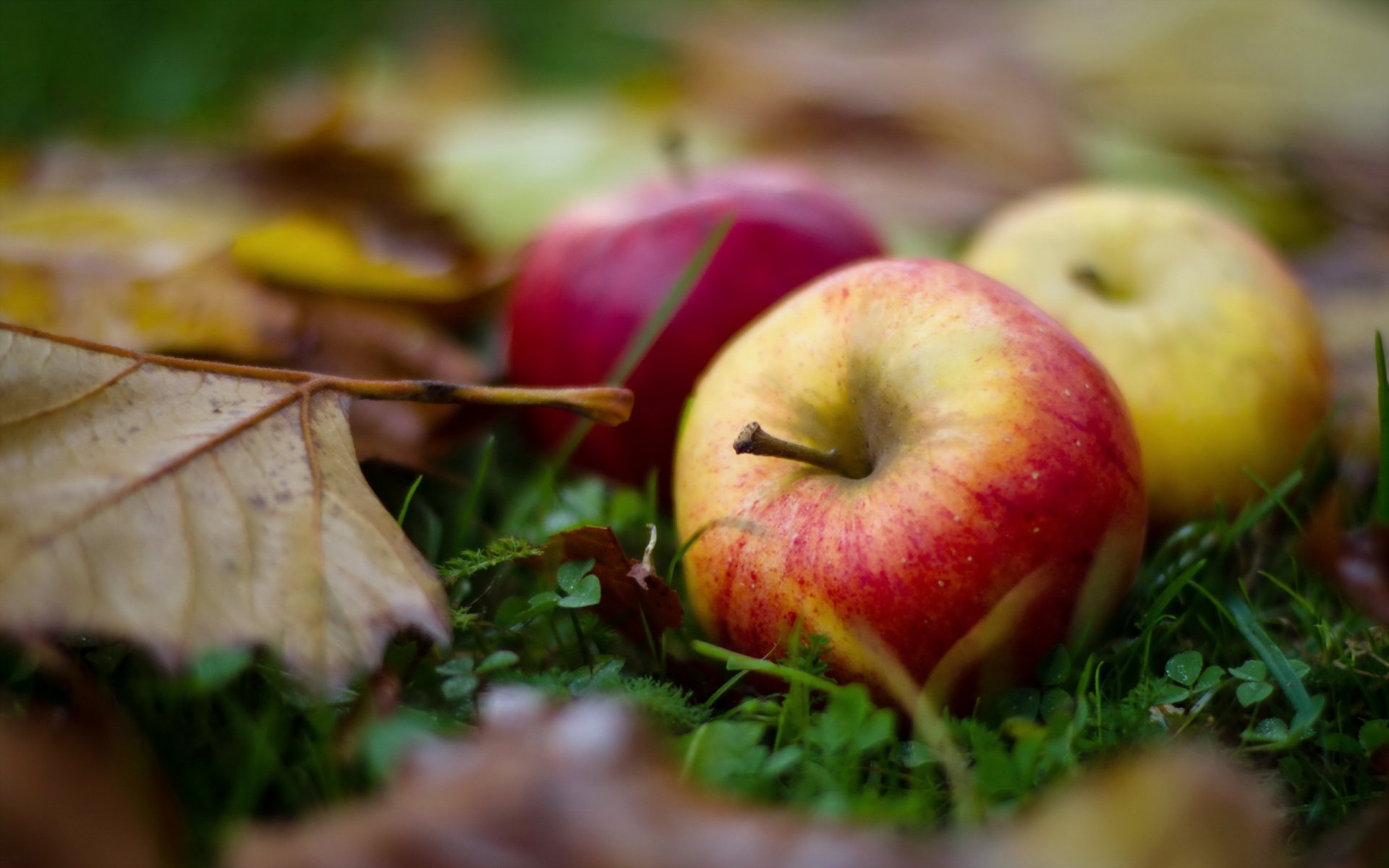 äpfel blätter makro