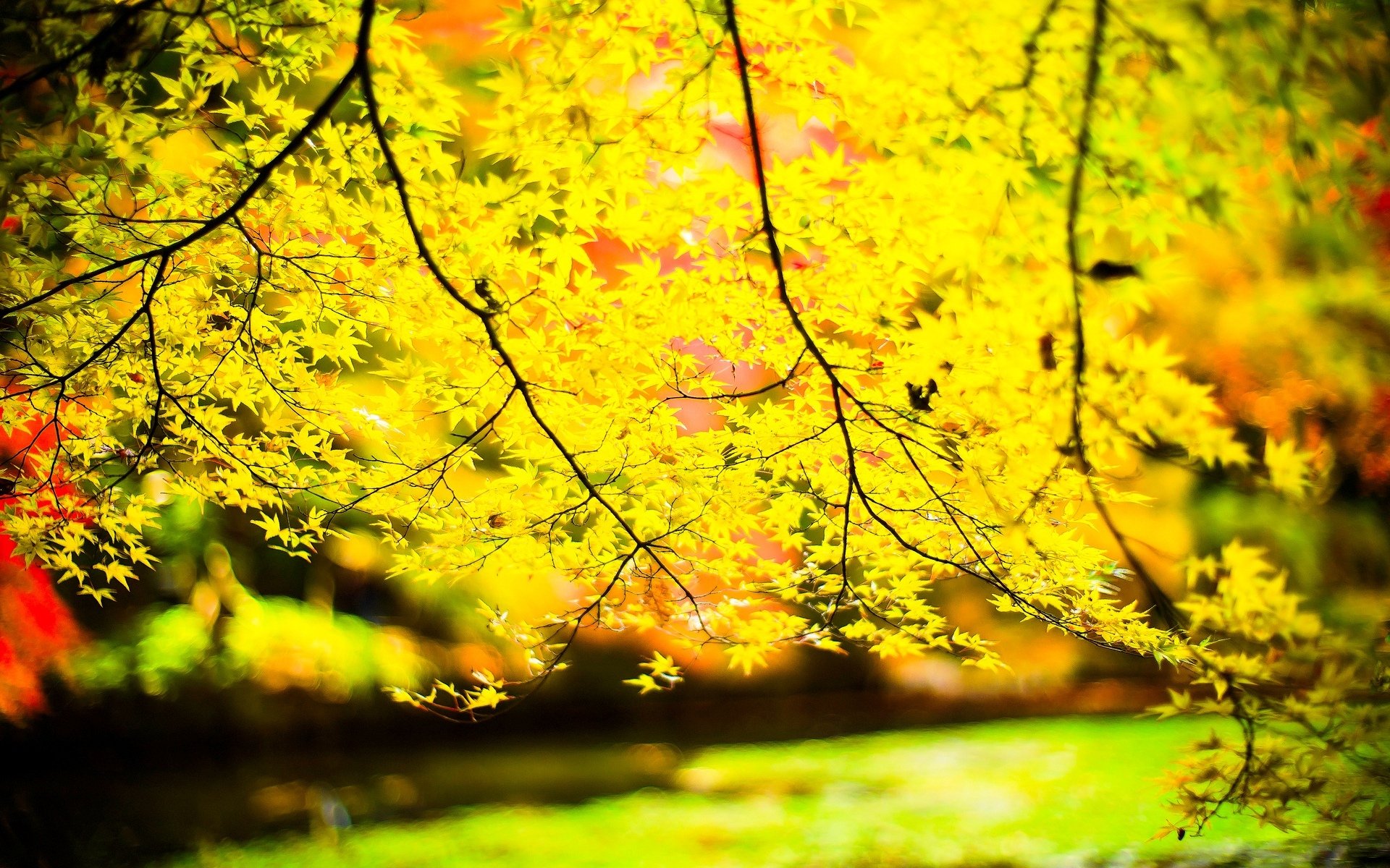 macro feuilles folioles jaune arbre arbres laisser branches soleil flou fond papier peint écran large plein écran écran large écran large