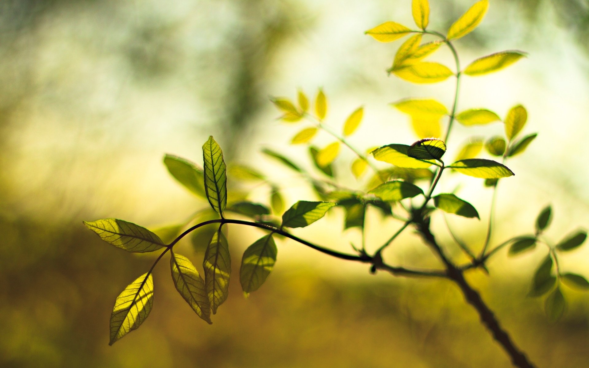 macro leaf leaflet leaves green plant blur background macro leaves wallpaper widescreen fullscreen widescreen