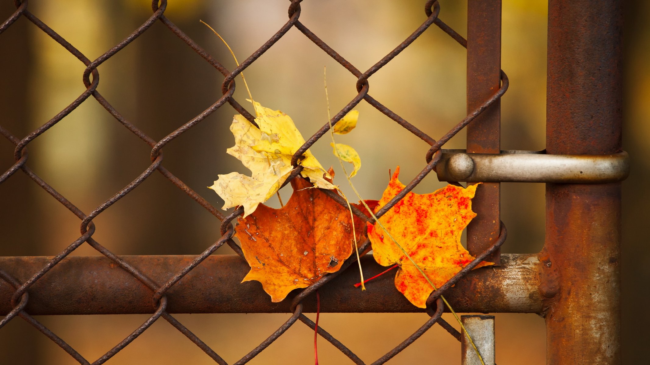 clôture feuilles gros plan