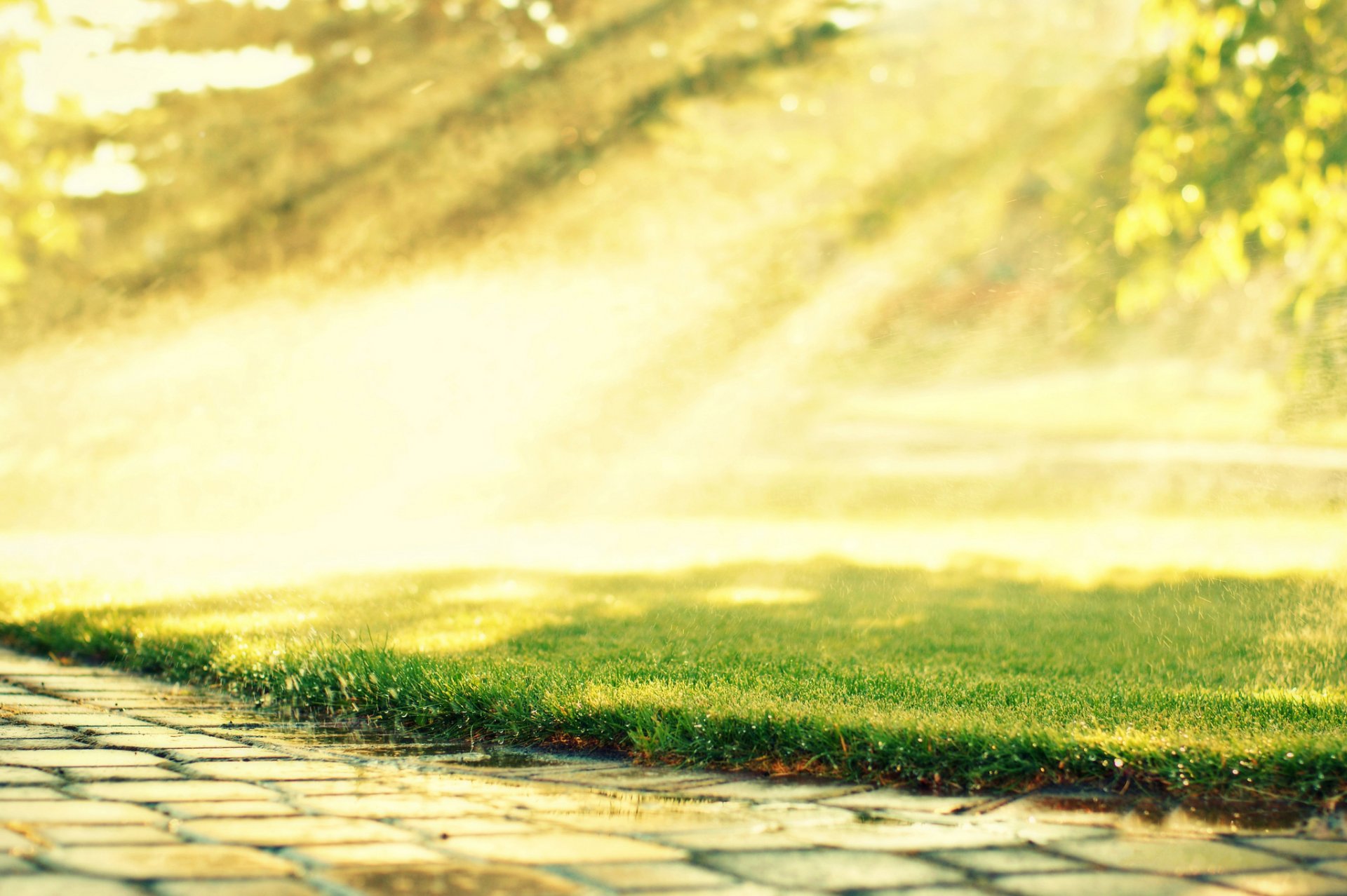 camino adoquines hierba césped rocío gotas sol rayos mañana naturaleza árboles vegetación