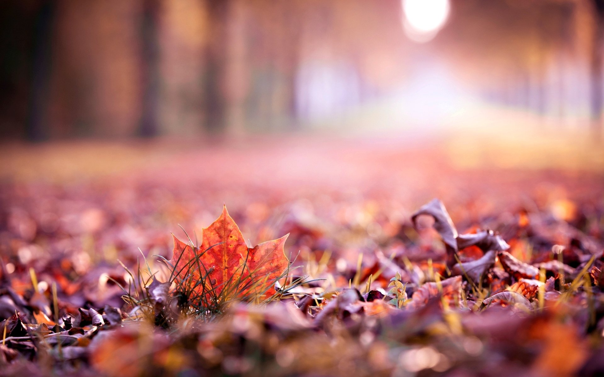 makro herbst blätter blatt blatt verlassen makro unschärfe schön tapete widescreen vollbild widescreen hintergrund widescreen