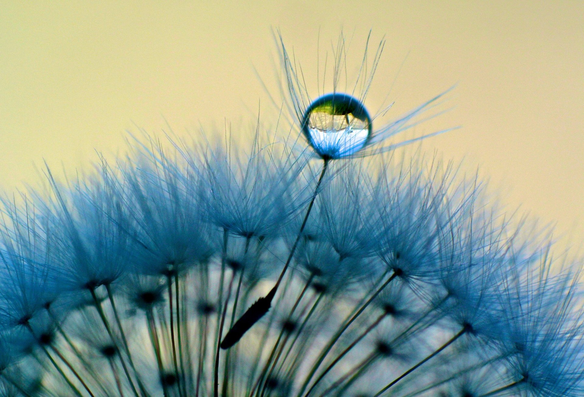 macro dente di leone macro goccia rugiada acqua blu sfondo carta da parati widescreen schermo intero widescreen widescreen