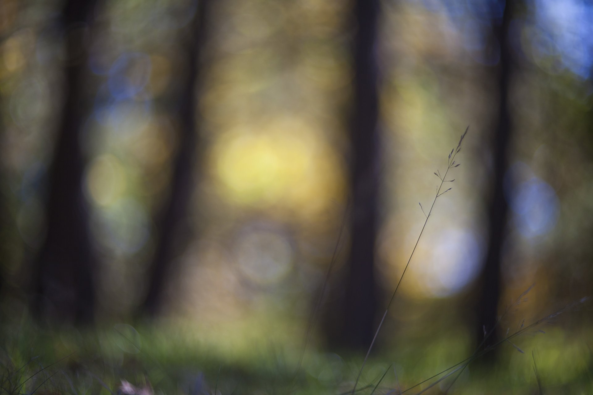 the stem grass close up focus reflections blur