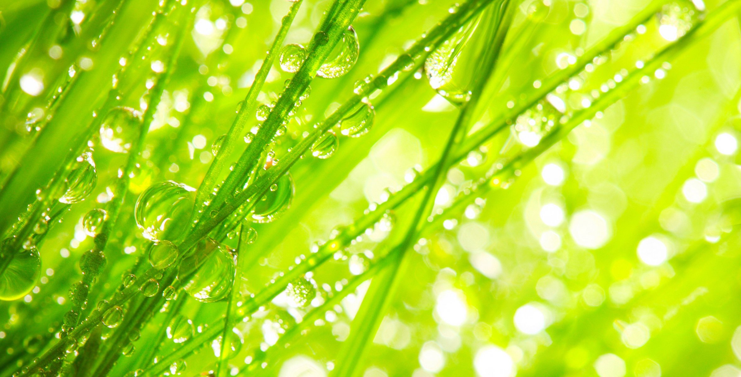 macro naturaleza rocío gotas agua verano verde