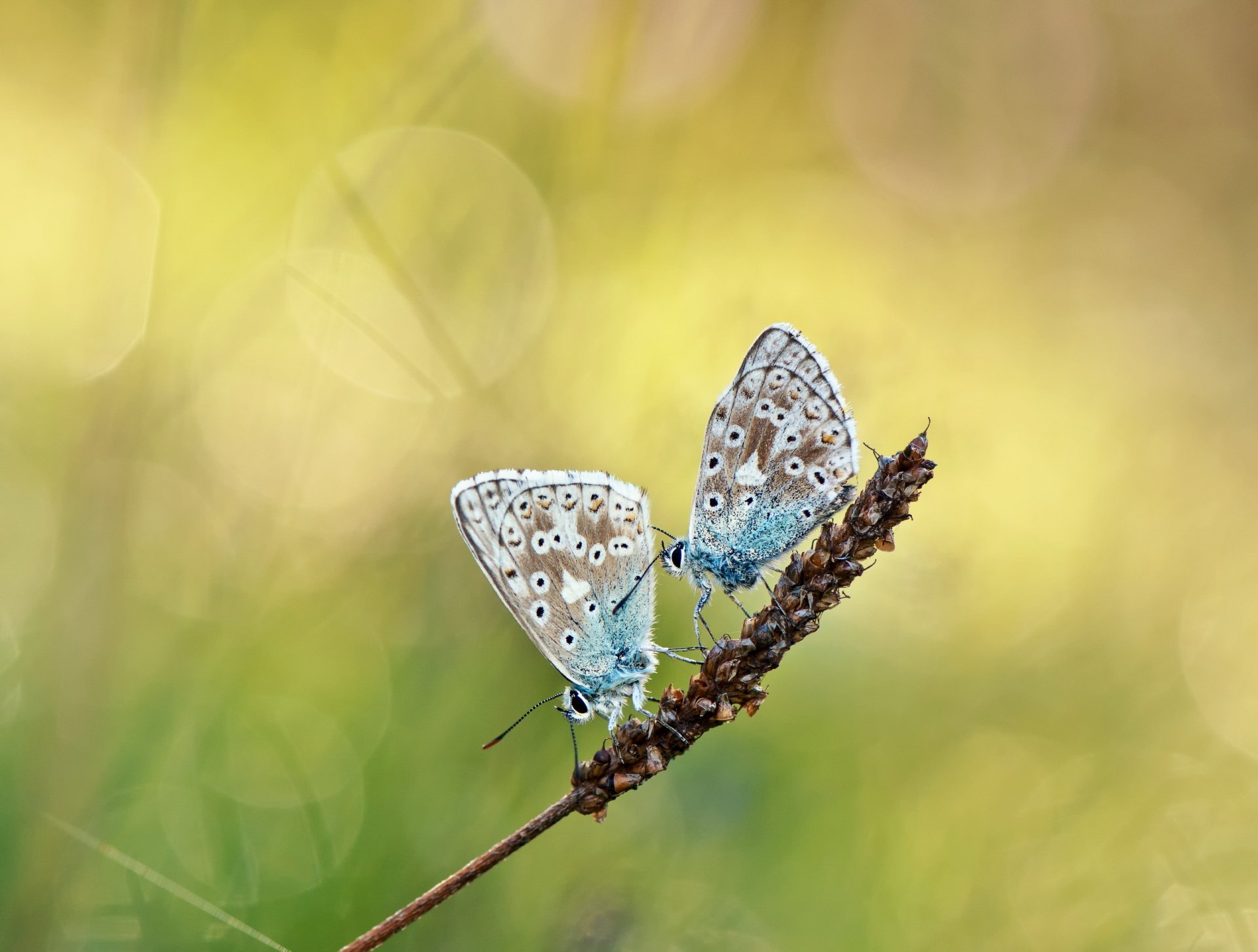 planta espiga mariposas dos resplandor fondo