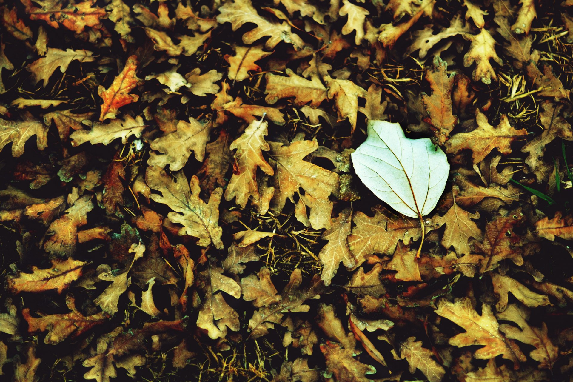 macro leaf leaves leaves white autumn macro leave background wallpaper widescreen fullscreen widescreen widescreen