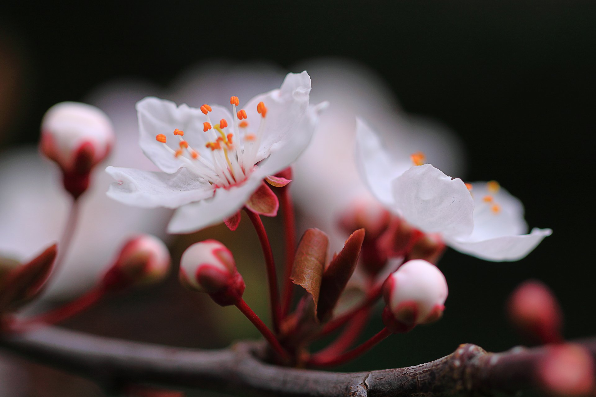 makro zweig blumen kirsche frühling