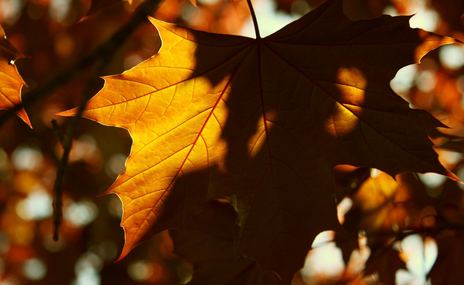 macro feuille feuille feuilles jaune ombre soleil fond papier peint écran large plein écran écran large écran large