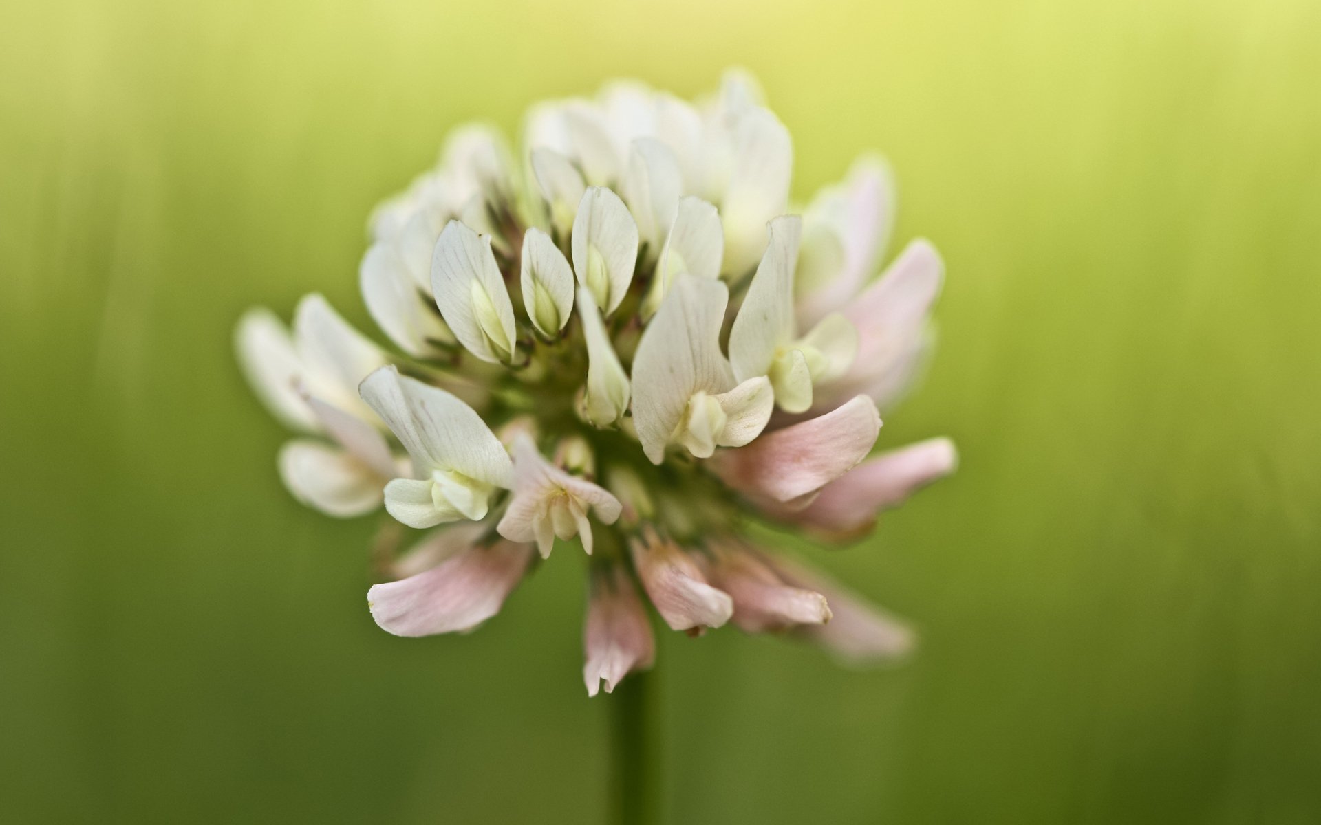 fleur trèfle gros plan été nature