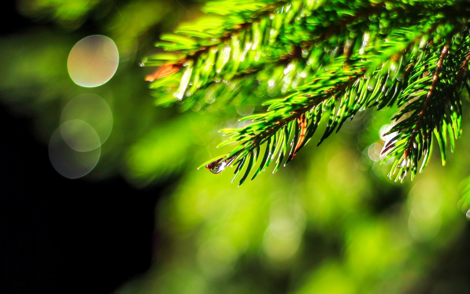 close up spruce christmas tree drop rosa water blur bokeh green macro tree background wallpaper widescreen full screen hd wallpapers fullscreen