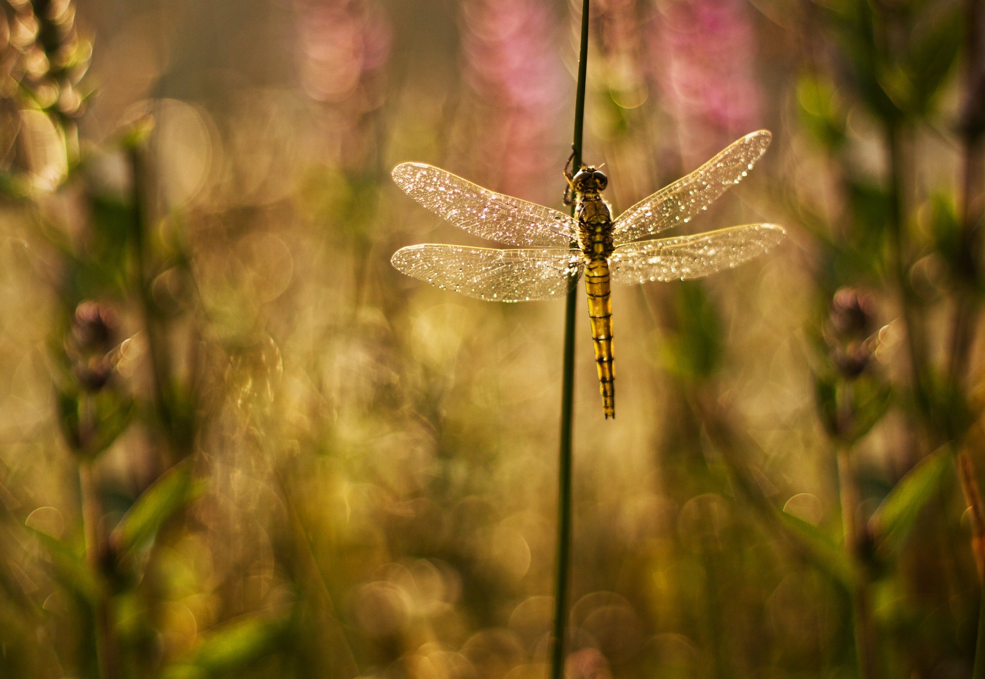 pflanzen grashalme libelle flügel glanz hintergrund blendung unschärfe