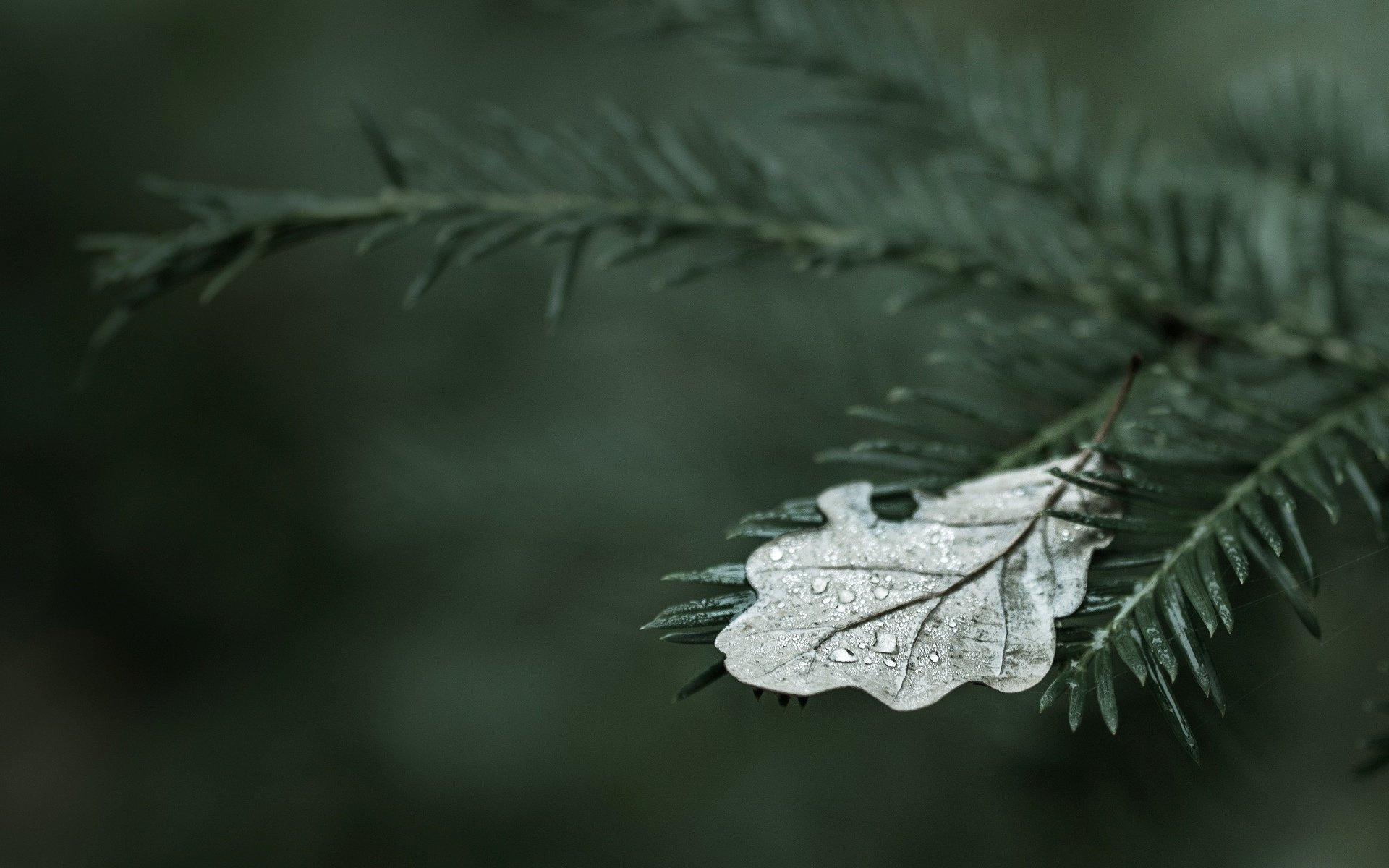 marco baum bäume blatt flugblätter flugblatt tropfen tropfen tau wasser blätter tapete widescreen vollbild widescreen hintergrund widescreen