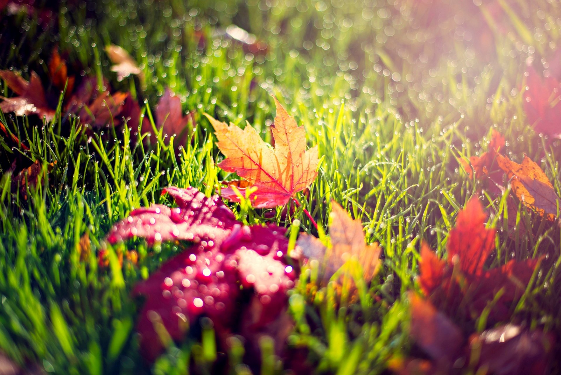 blätter gelb rot gras grün tropfen tau licht makro natur herbst