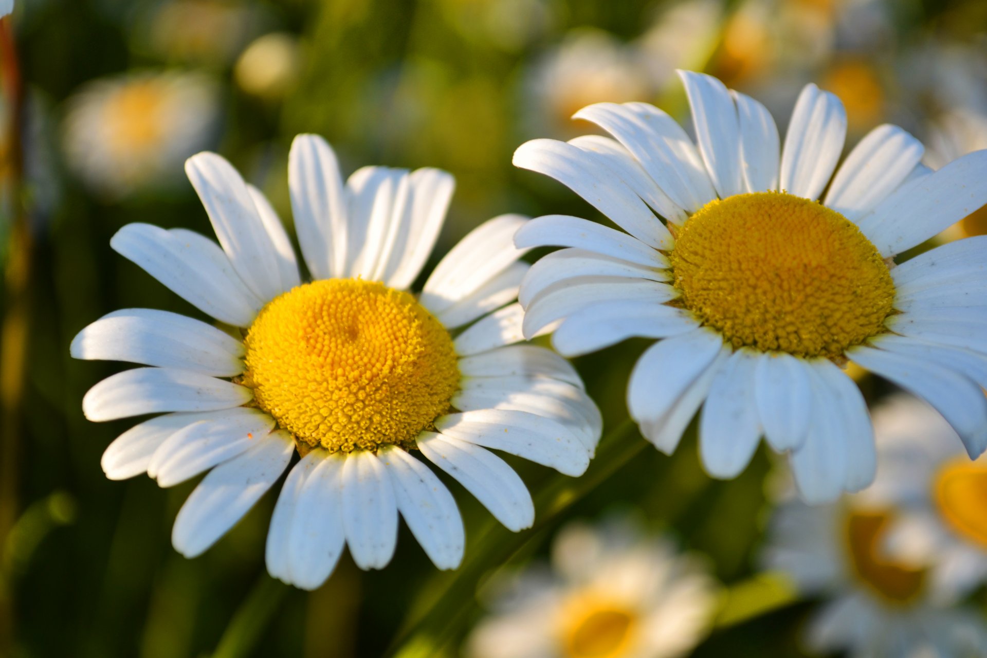 marguerites fleurs joliment printemps floraison parfum deux fleurs