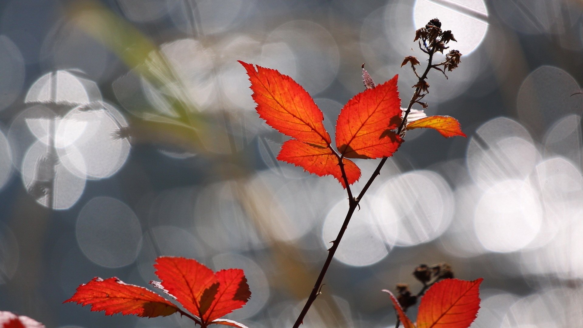 orange leaves dog rose light reflection