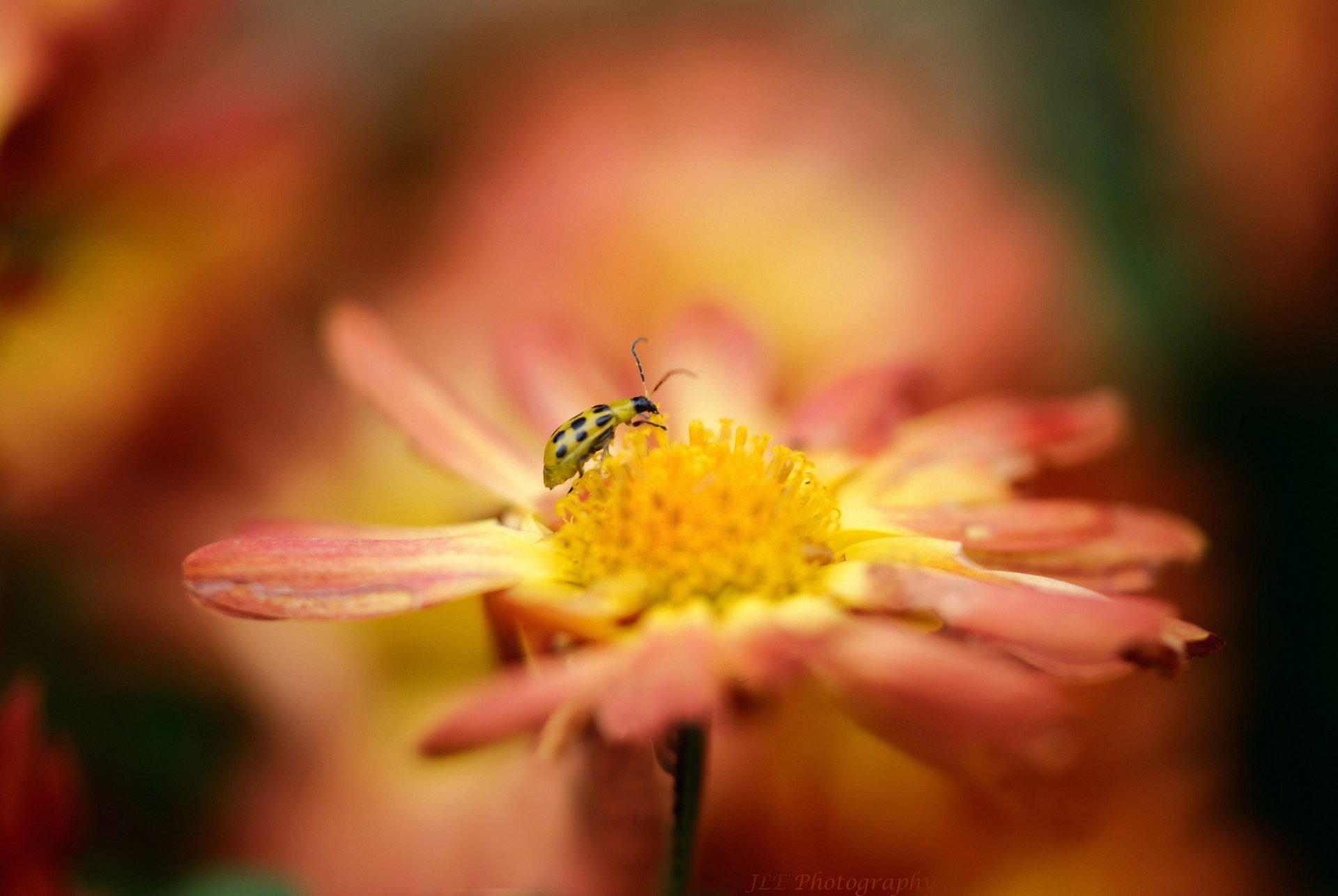 flor naranja insecto mariquita amarillo borroso