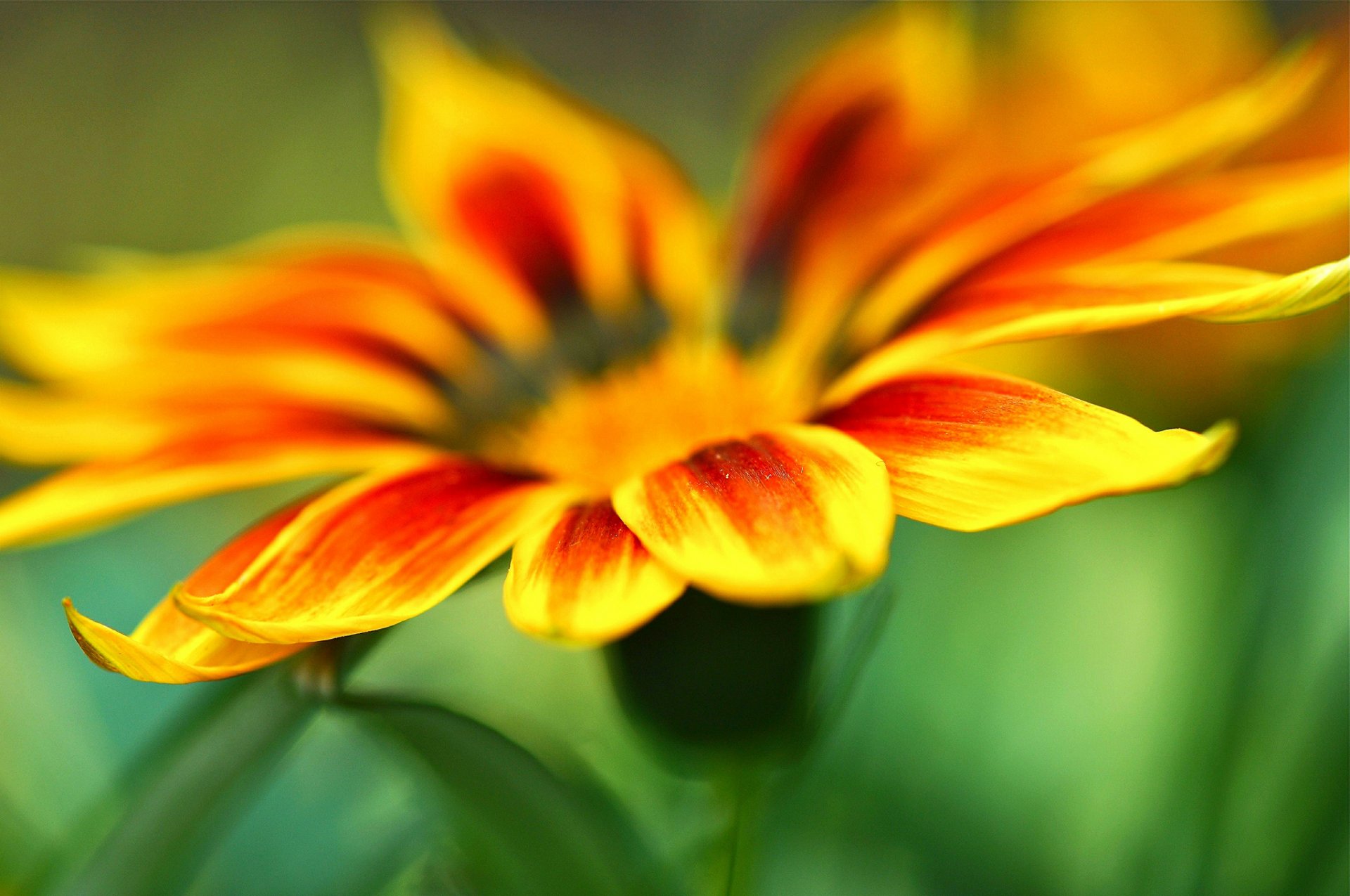 macro fiori fiore giallo arancione petalo petali macro verde sfocatura sfondo carta da parati widescreen schermo intero widescreen widescreen