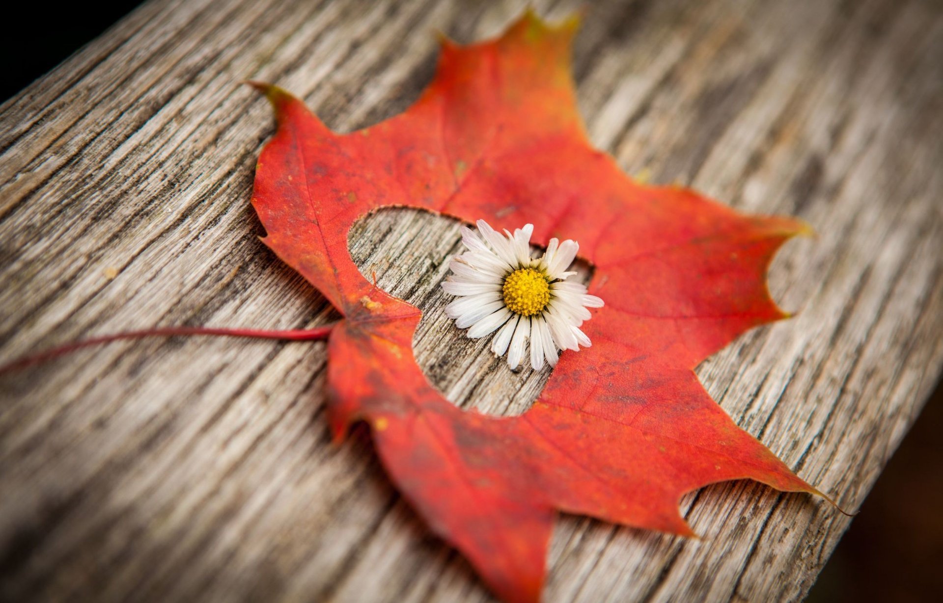 macro flower flower flowers leaf leaf heart heart blur background wallpaper widescreen fullscreen widescreen