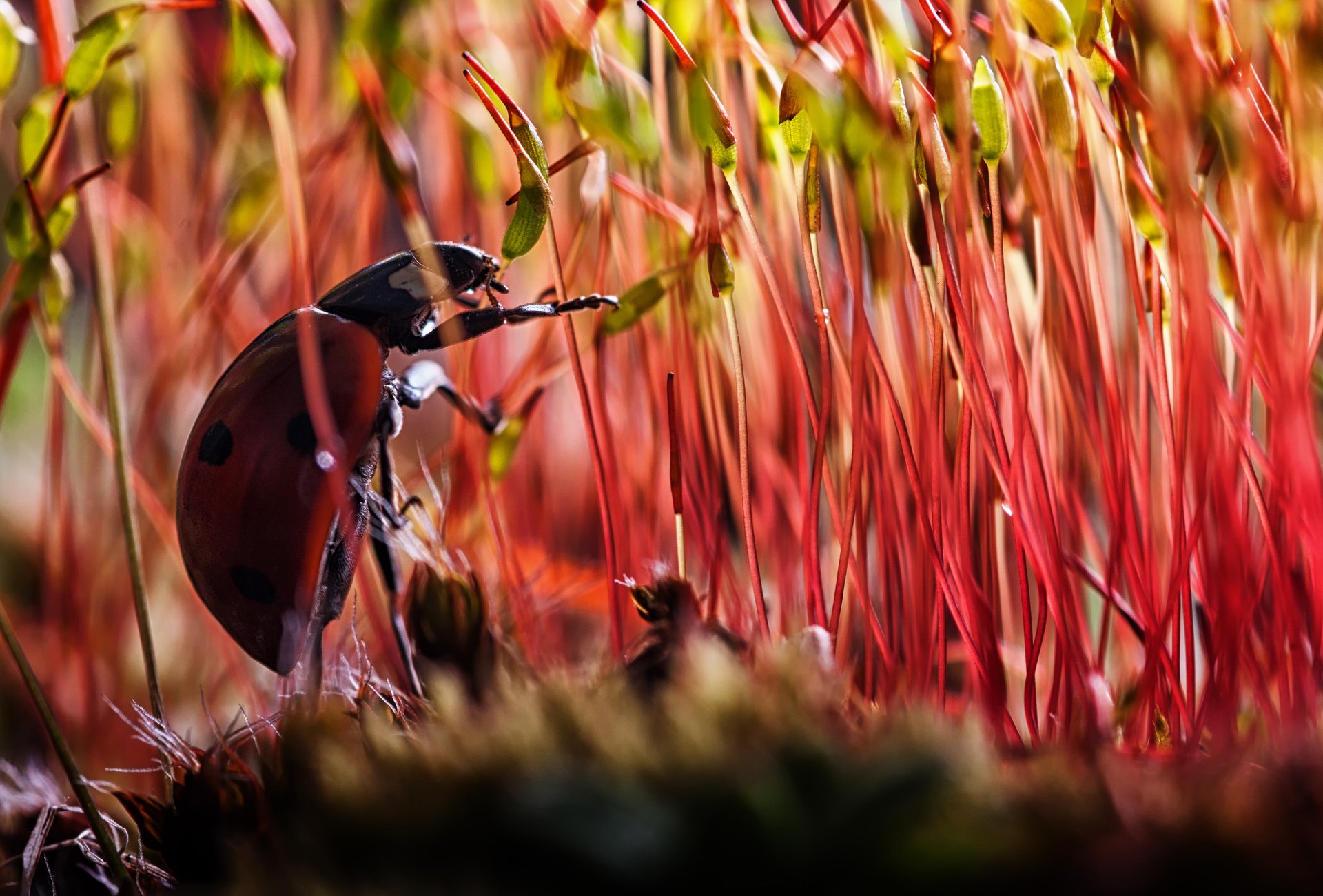 ladybug insect beetle plants shoot