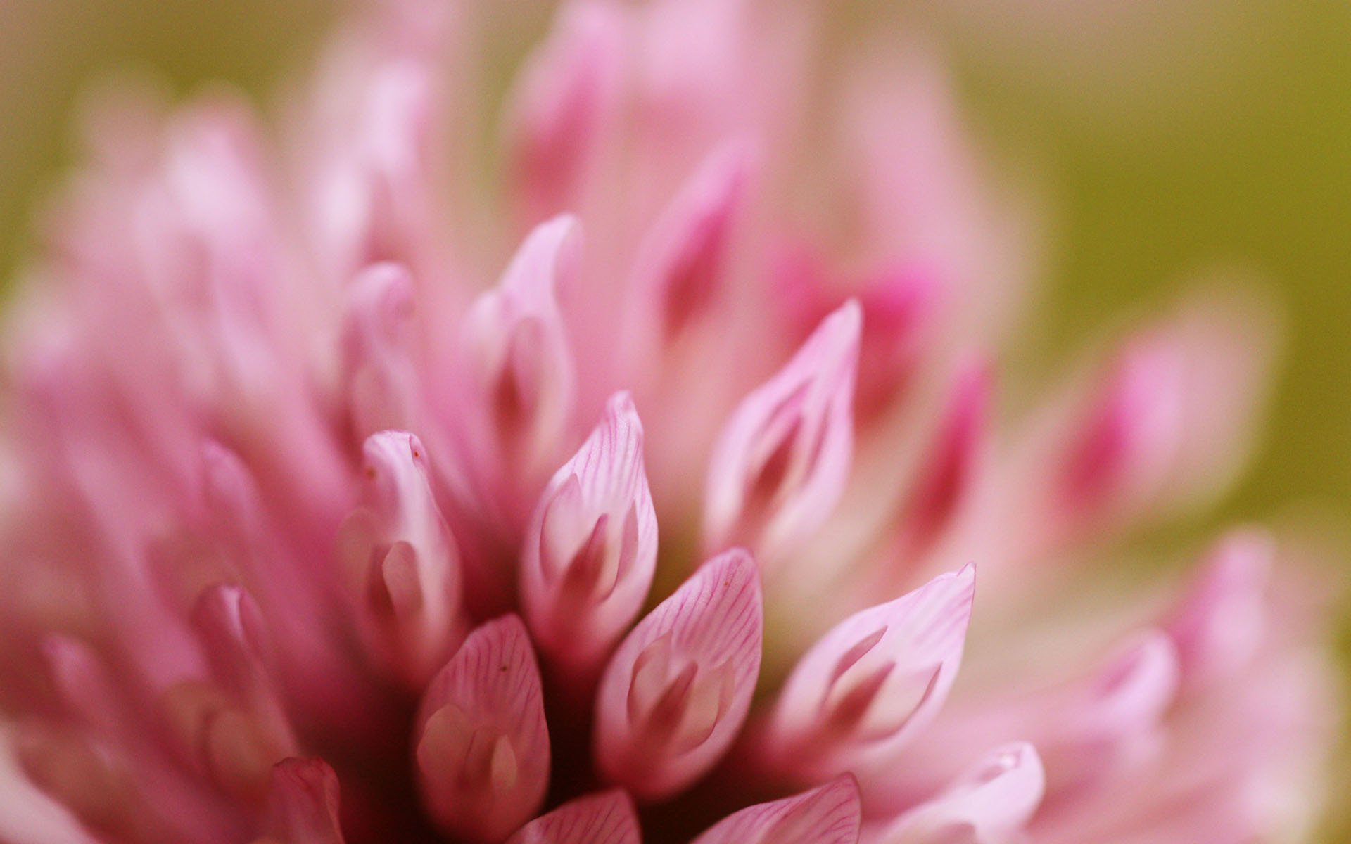 fleur gros plan rose trèfle