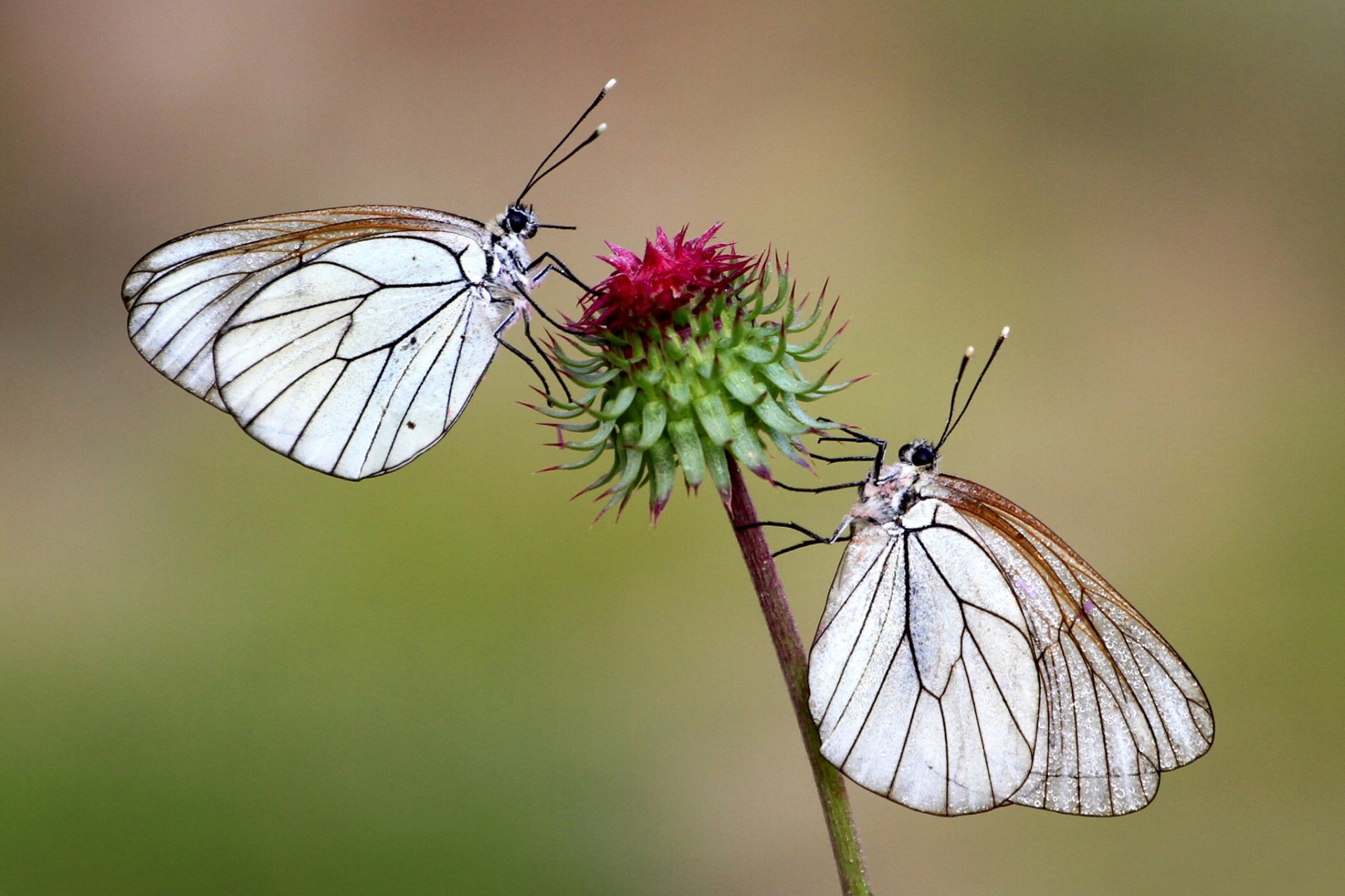 fleur papillon deux fond