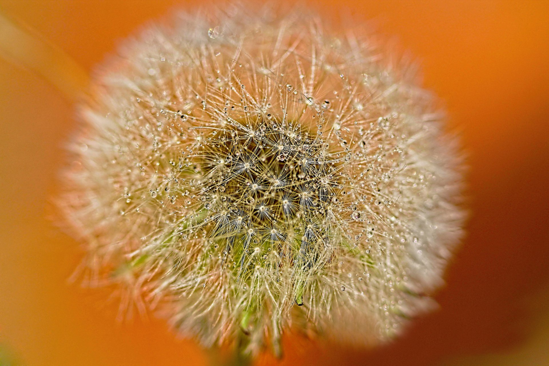 pissenlit gouttes rosée fond