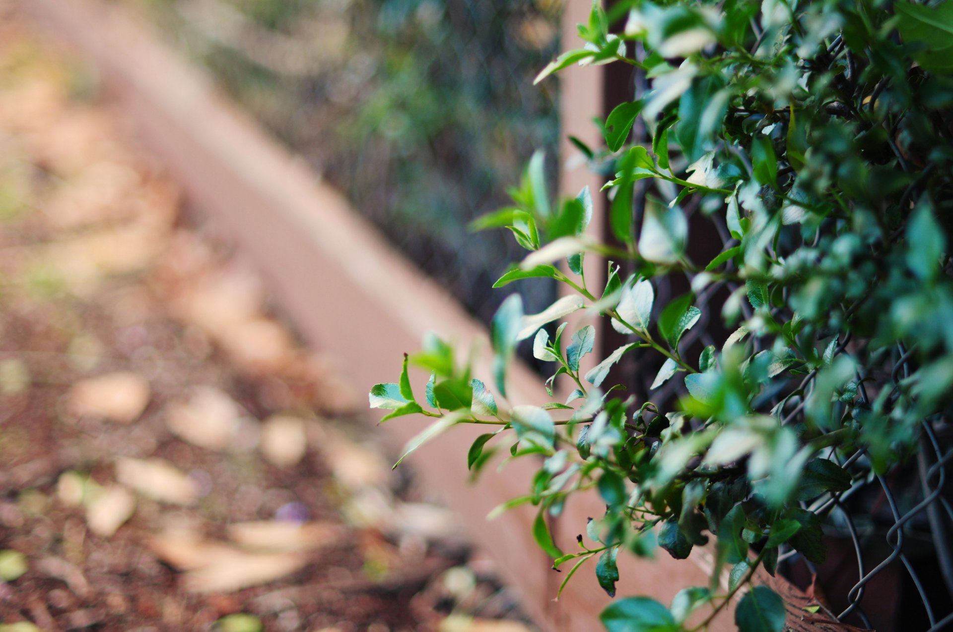 macro leaf leaflet green grid fence fence fence blur background flowers flower flower pink petals wallpaper widescreen fullscreen widescreen widescreen