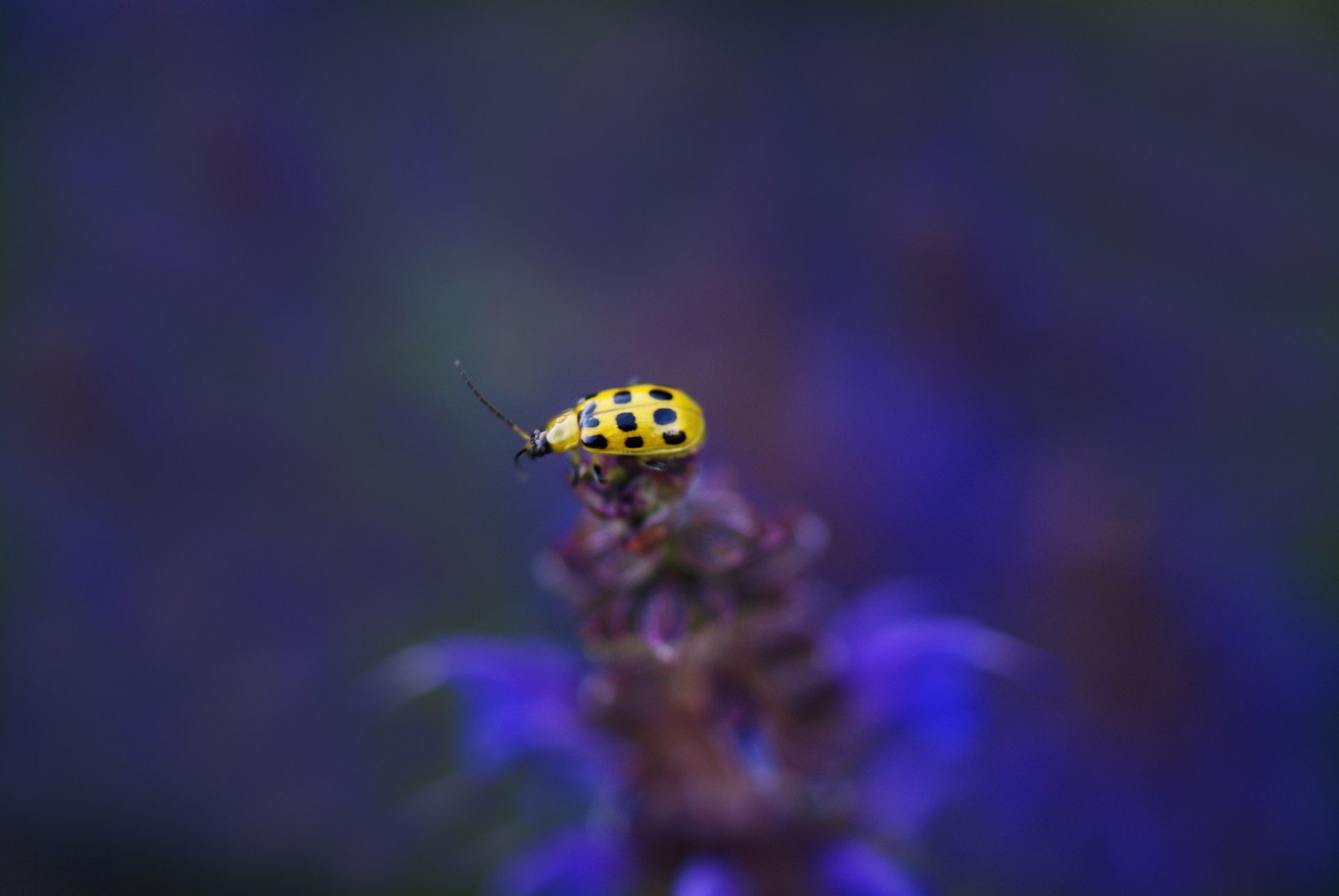 plante fleur insecte coccinelle jaune fond flou