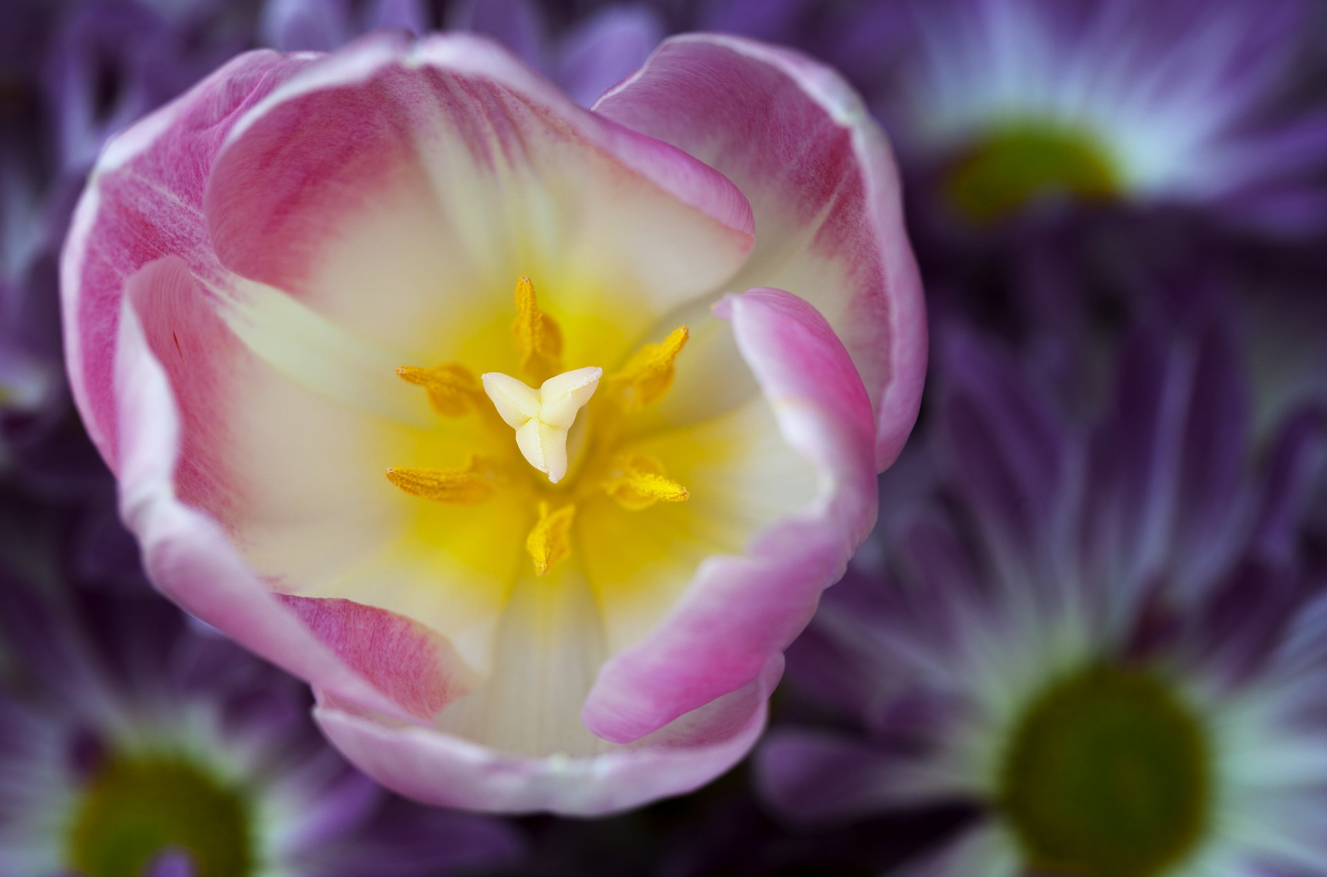 tulipano bianco rosa petali fiore macro messa a fuoco