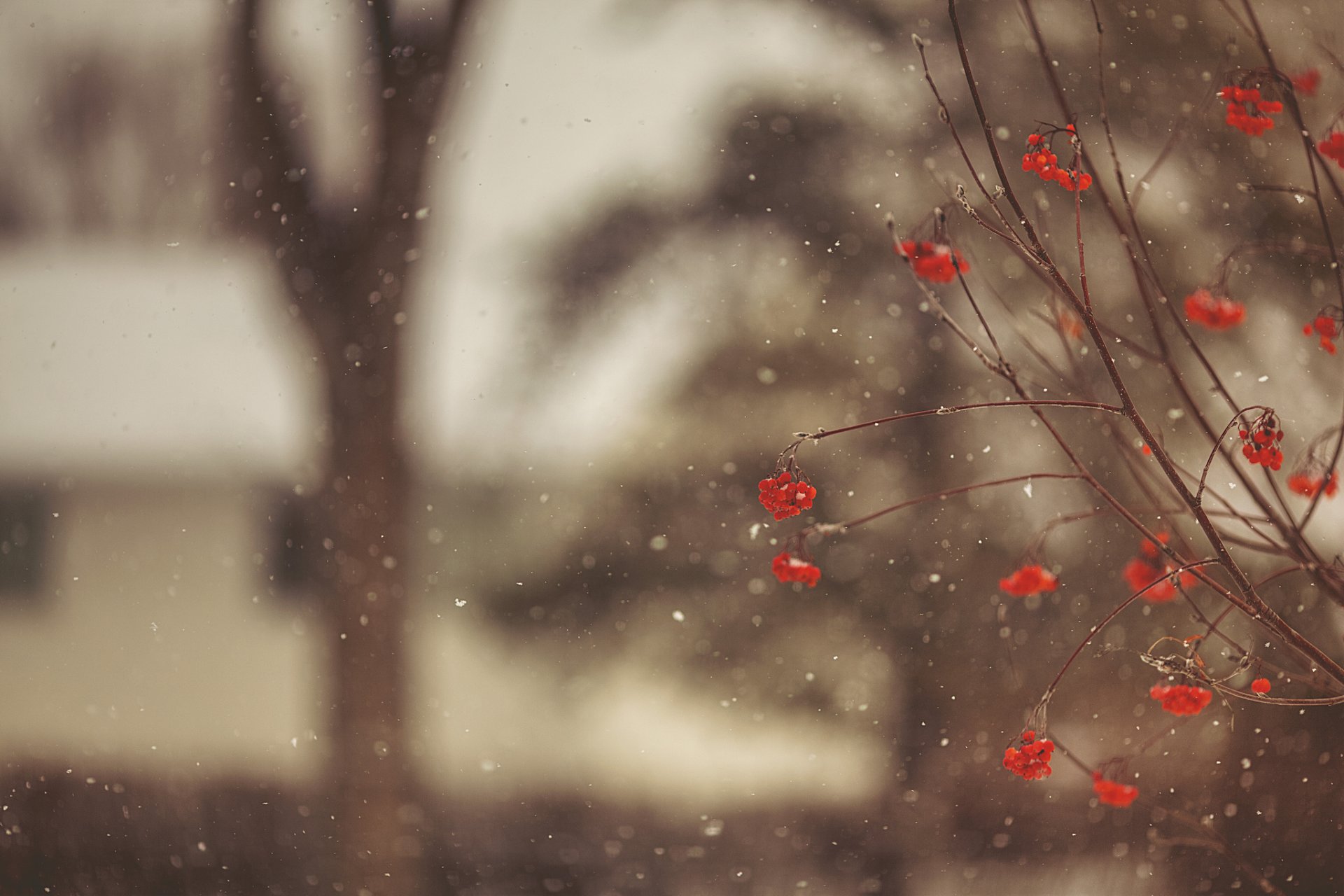 serbal rojo bayas ramas árbol invierno nieve copos de nieve macro desenfoque