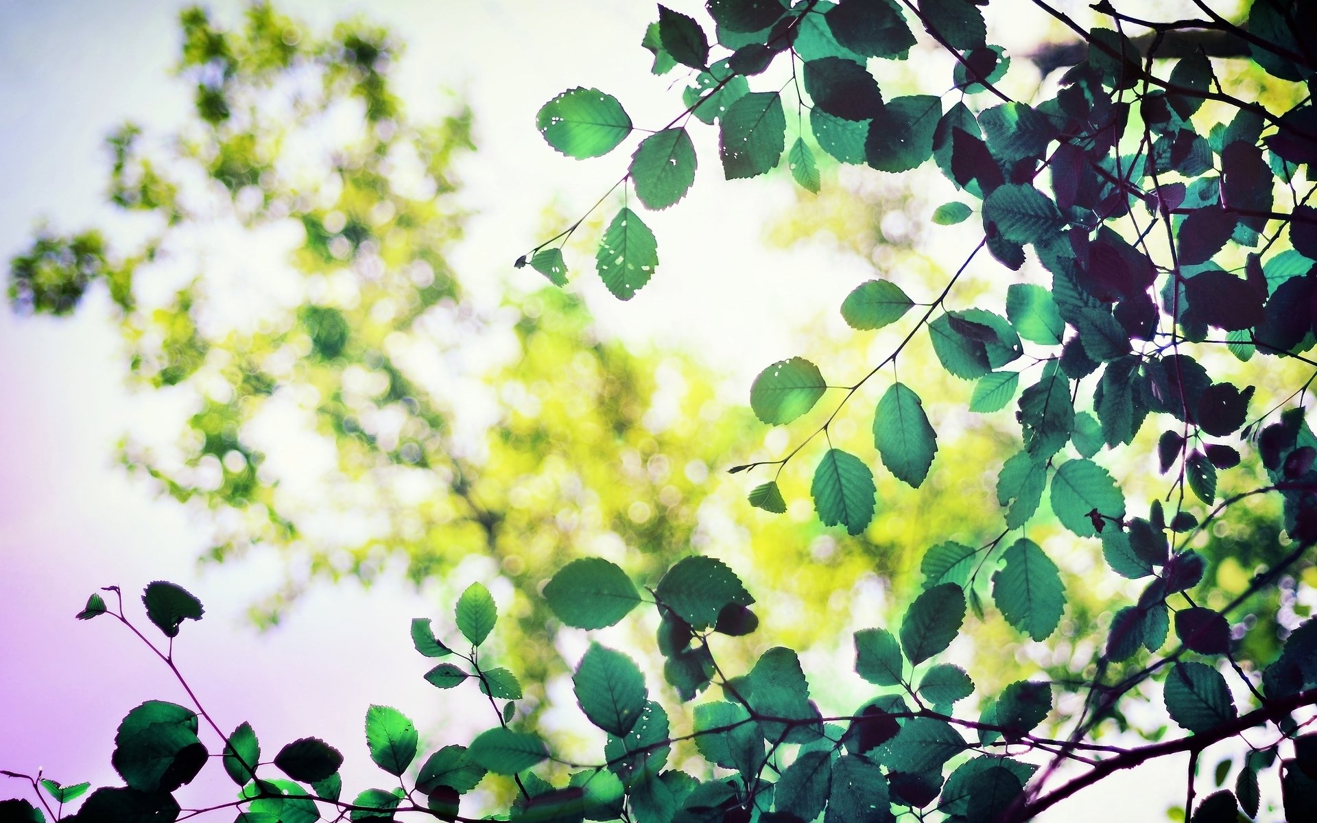 macro foglia foglia foglie verde forma fogliame albero alberi bokeh sfocatura lascia macro sfondo carta da parati widescreen schermo intero widescreen widescreen