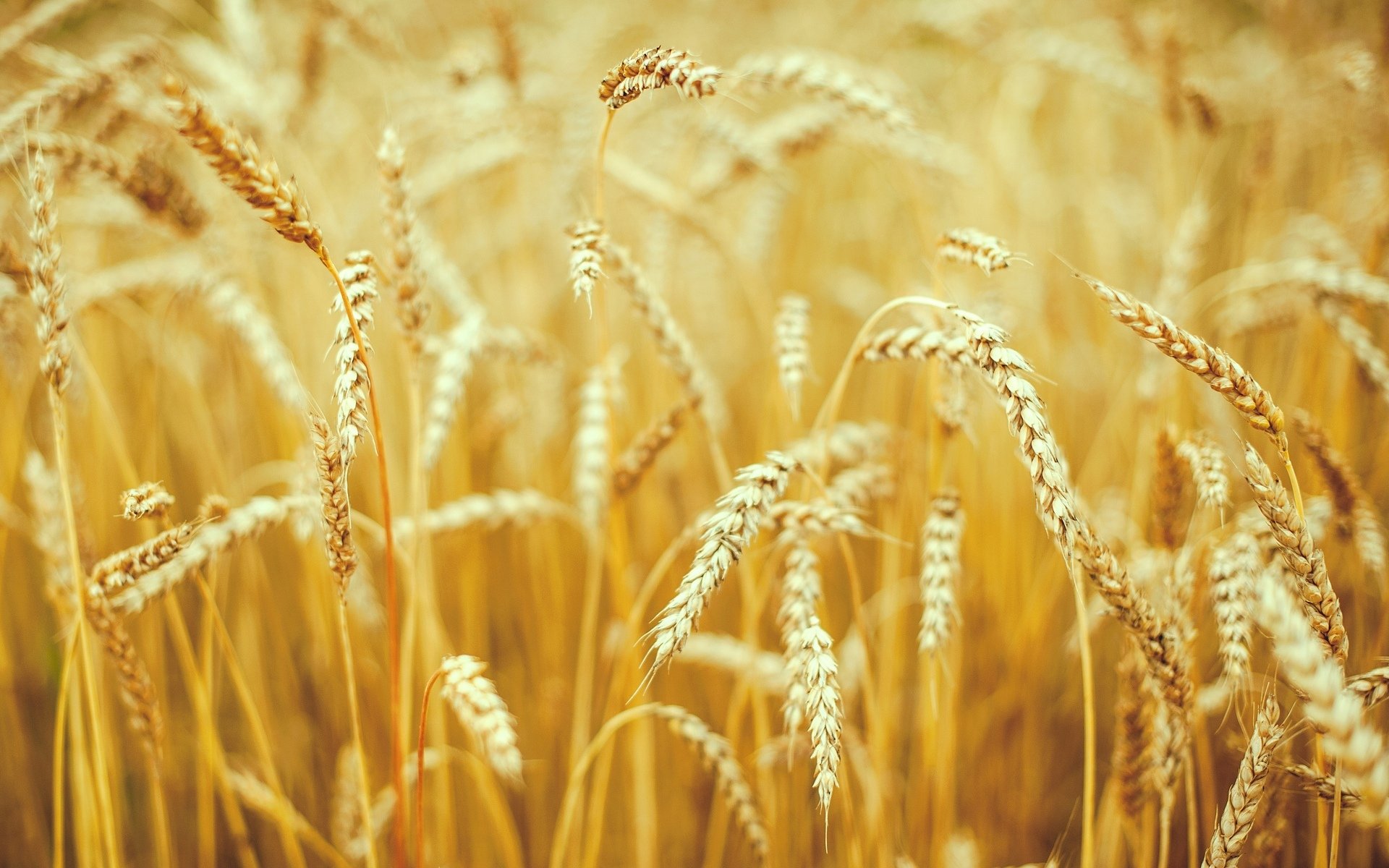 close up nature wheat rye ears spike spikes the field of the field background wallpaper widescreen full screen hd wallpapers fullscreen