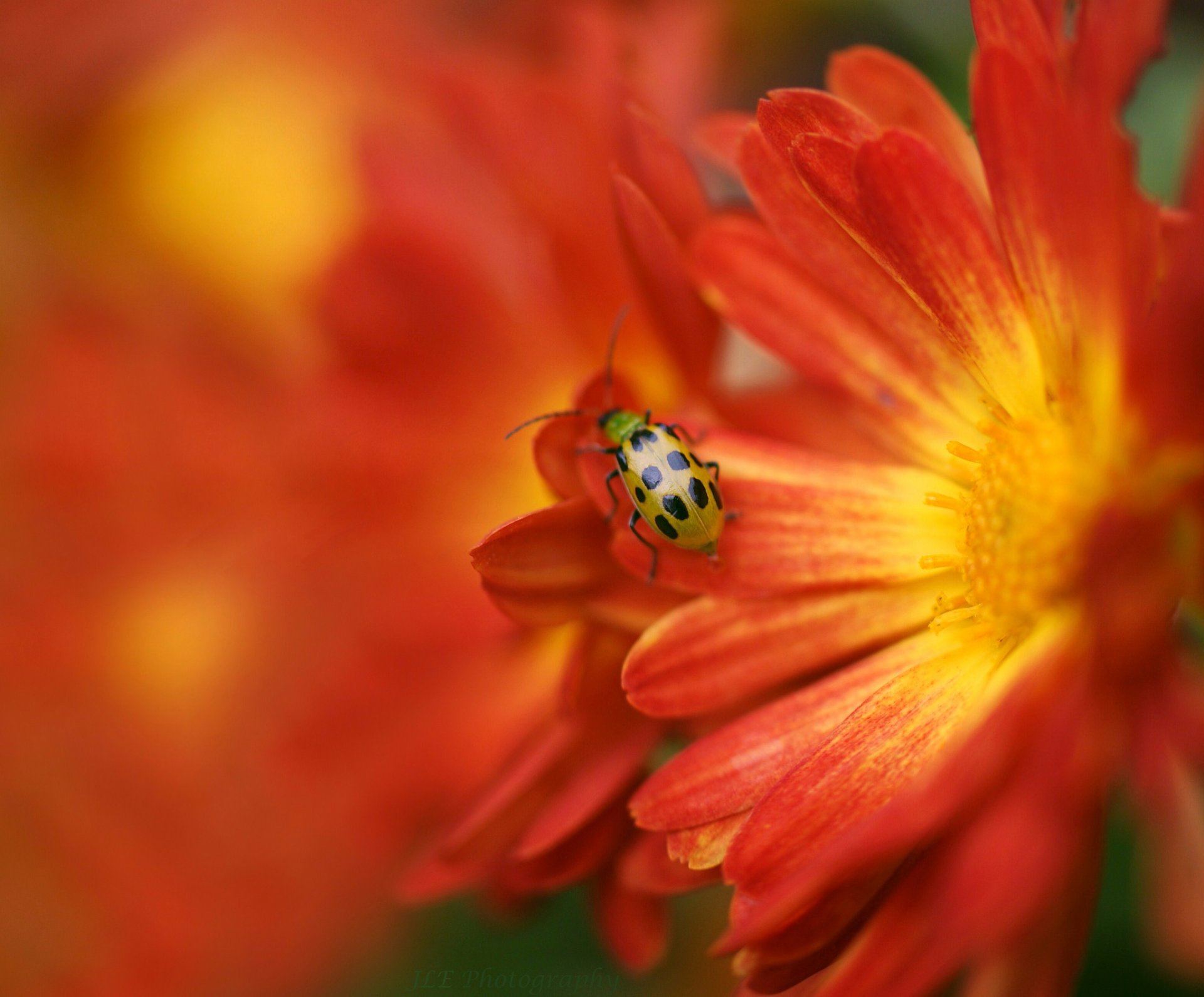 fleur jaune-rouge insecte coccinelle flou