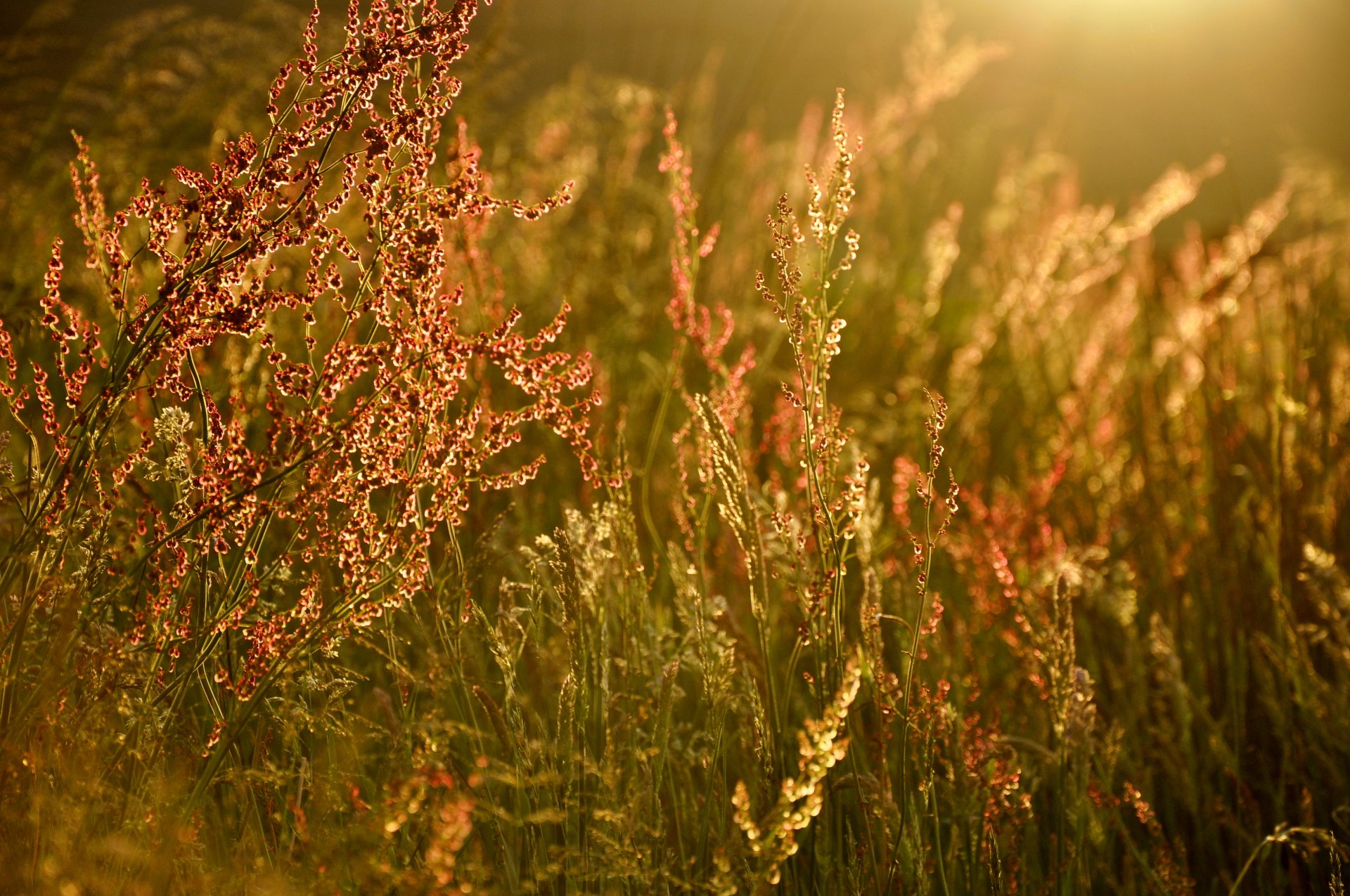 herbe lumière éblouissement été