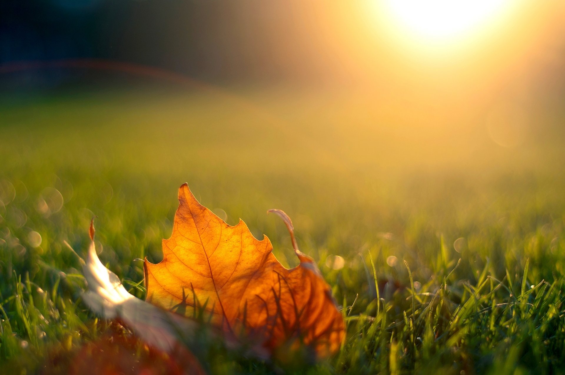 blatt ahorn gras abend sonne licht sonnenuntergang herbst natur